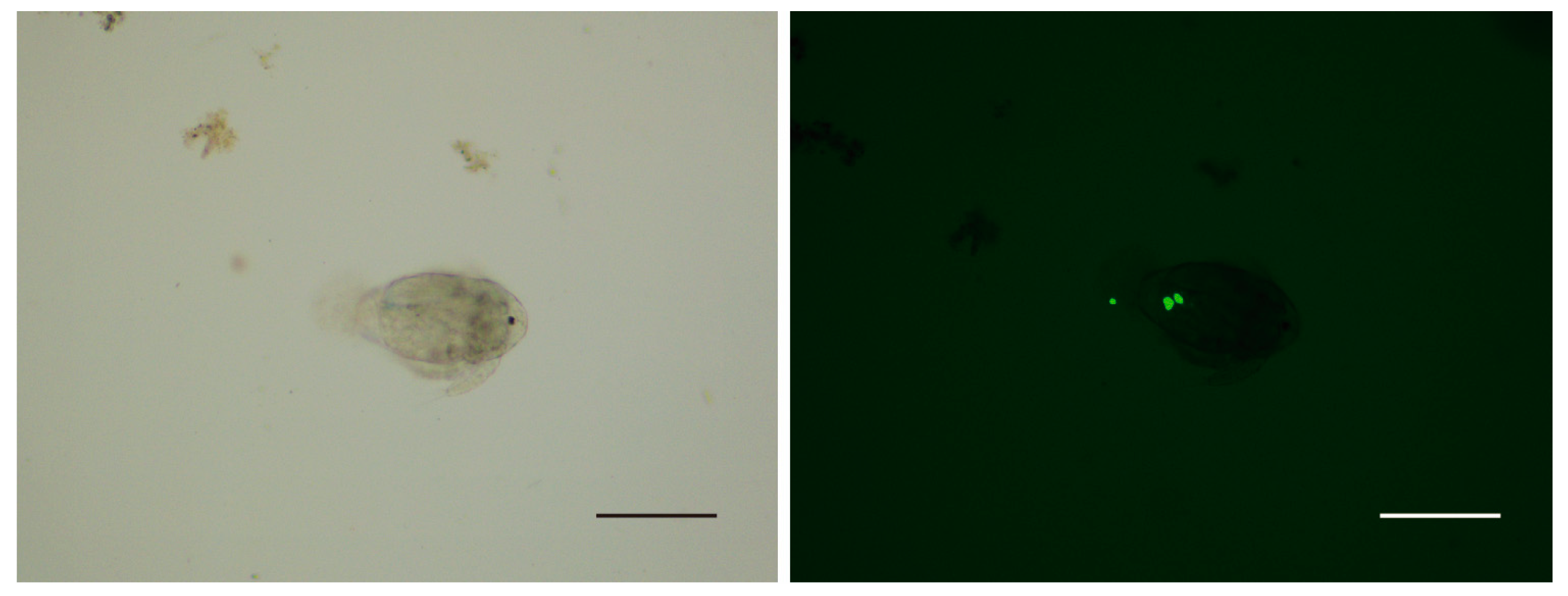 Pathogens 12 00860 g002 Pathogens 12 00860 g002