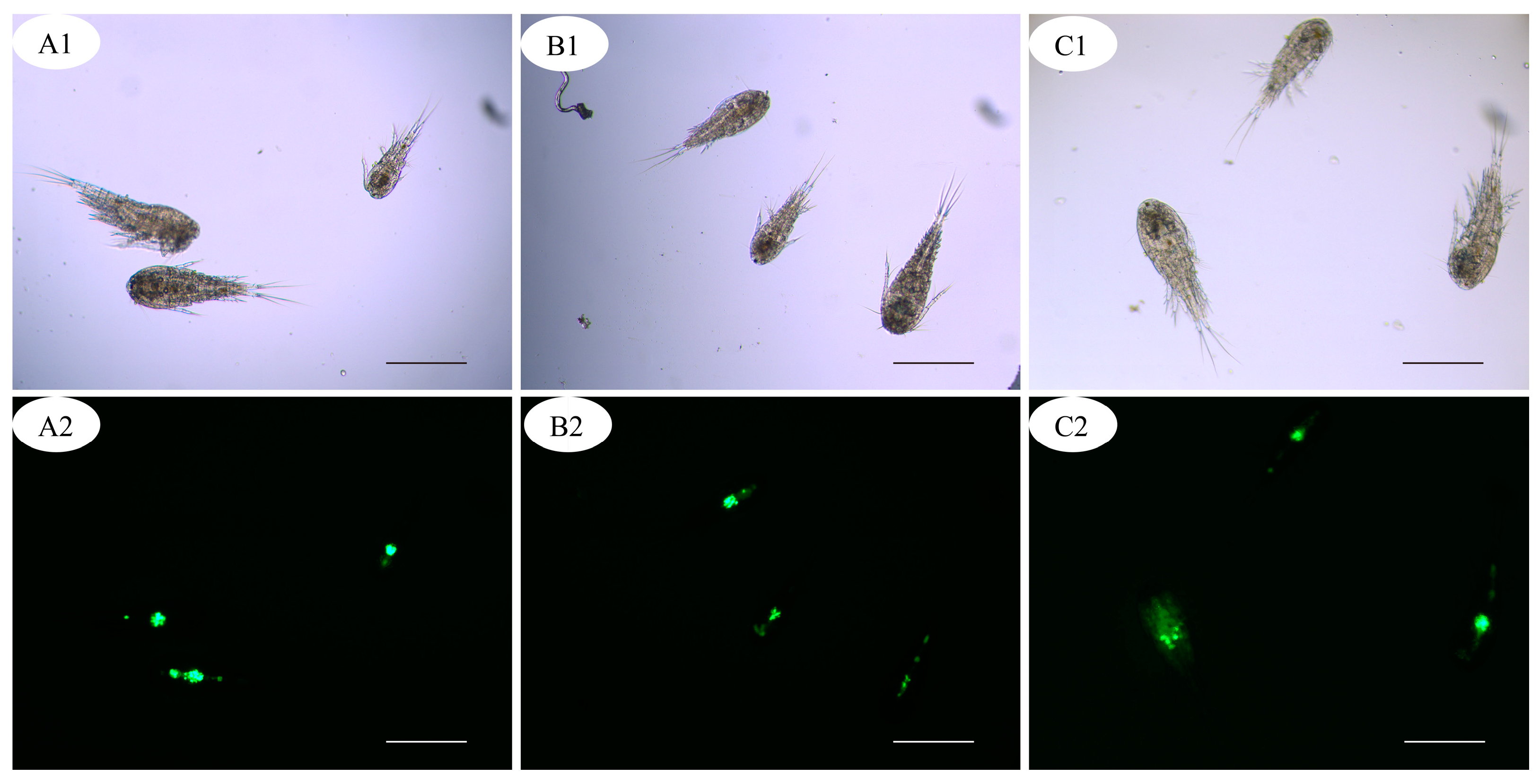 Pathogens 12 00860 g003 Pathogens 12 00860 g003