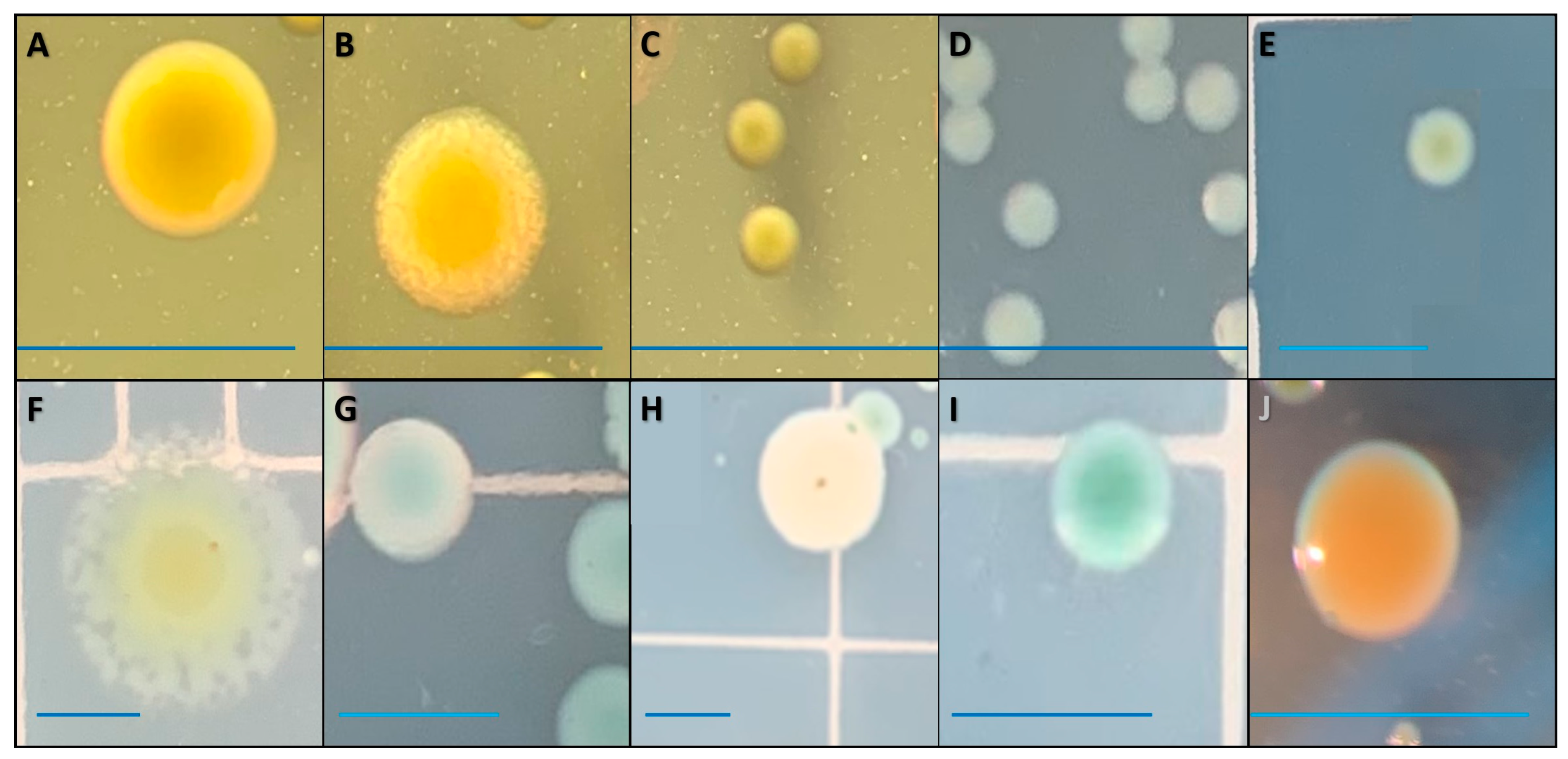 Pathogens 12 00871 g004