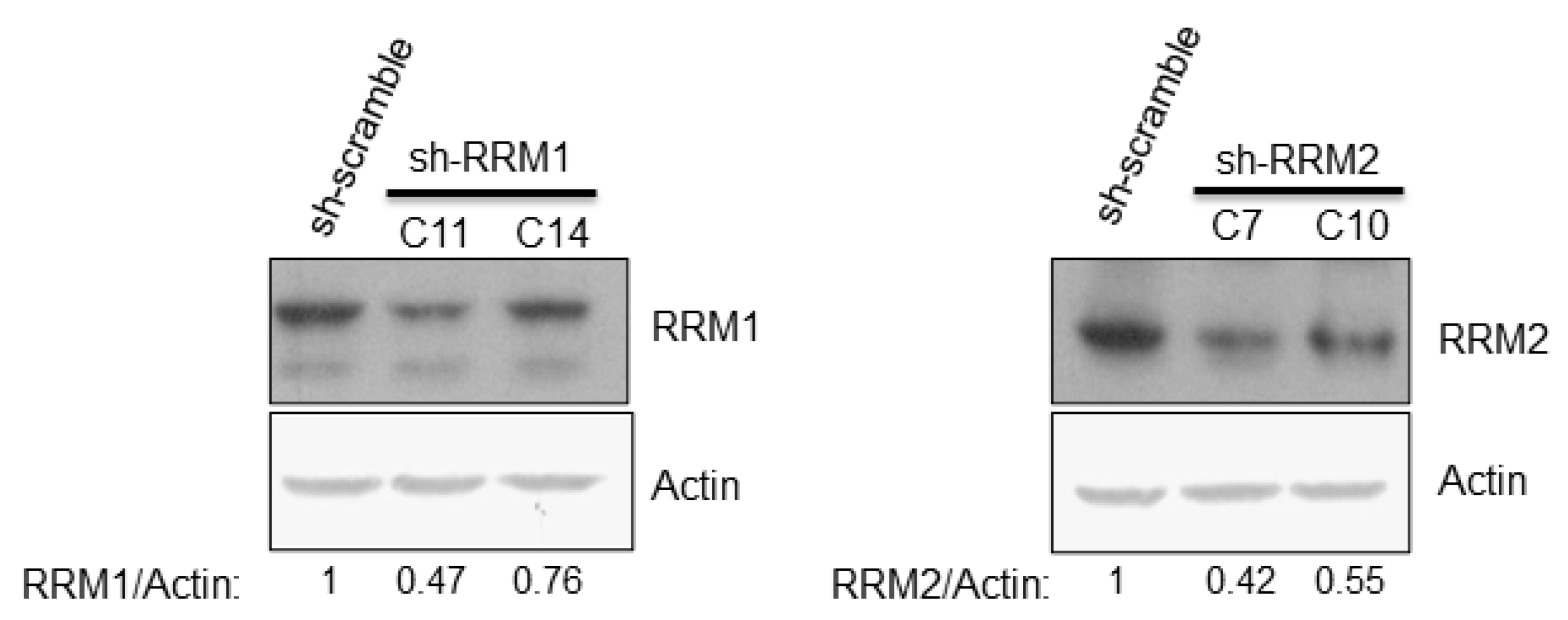 Pathogens 12 00892 g003 Pathogens 12 00892 g003