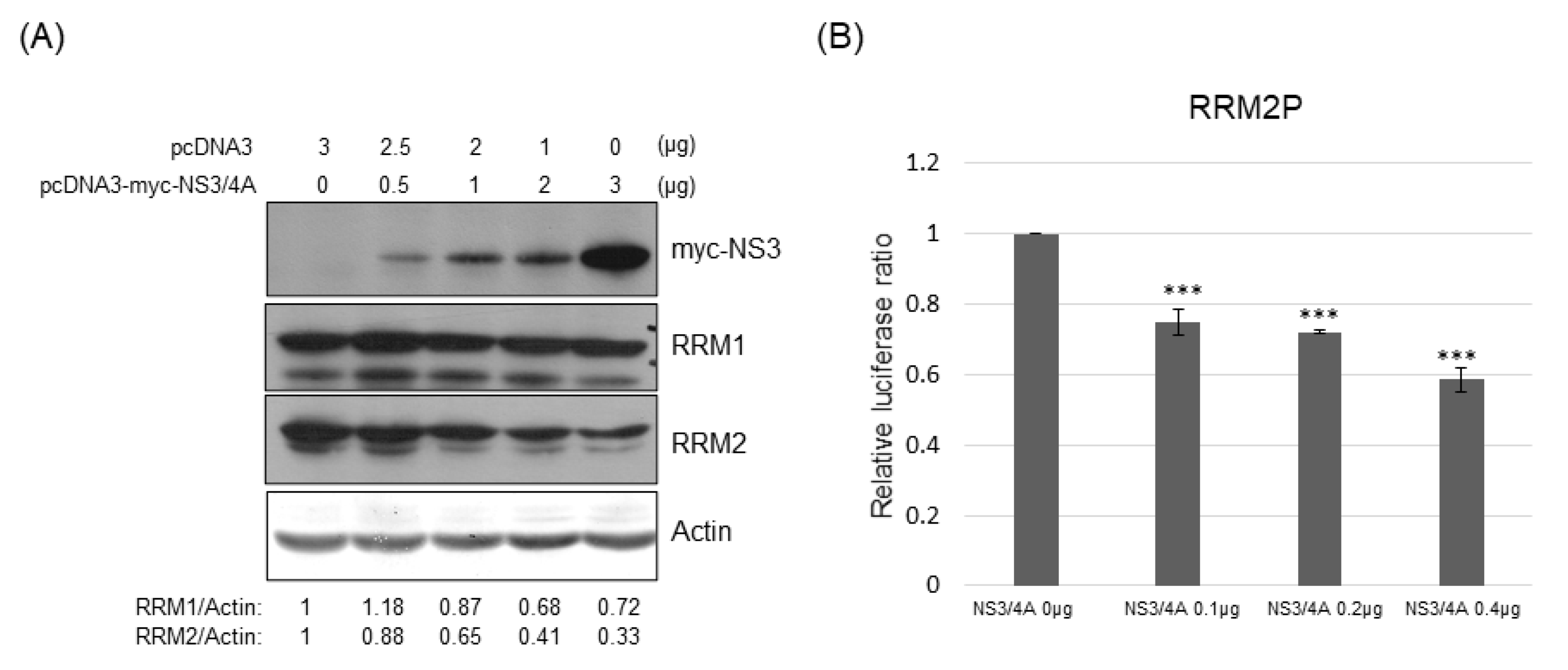 Pathogens 12 00892 g007 Pathogens 12 00892 g007