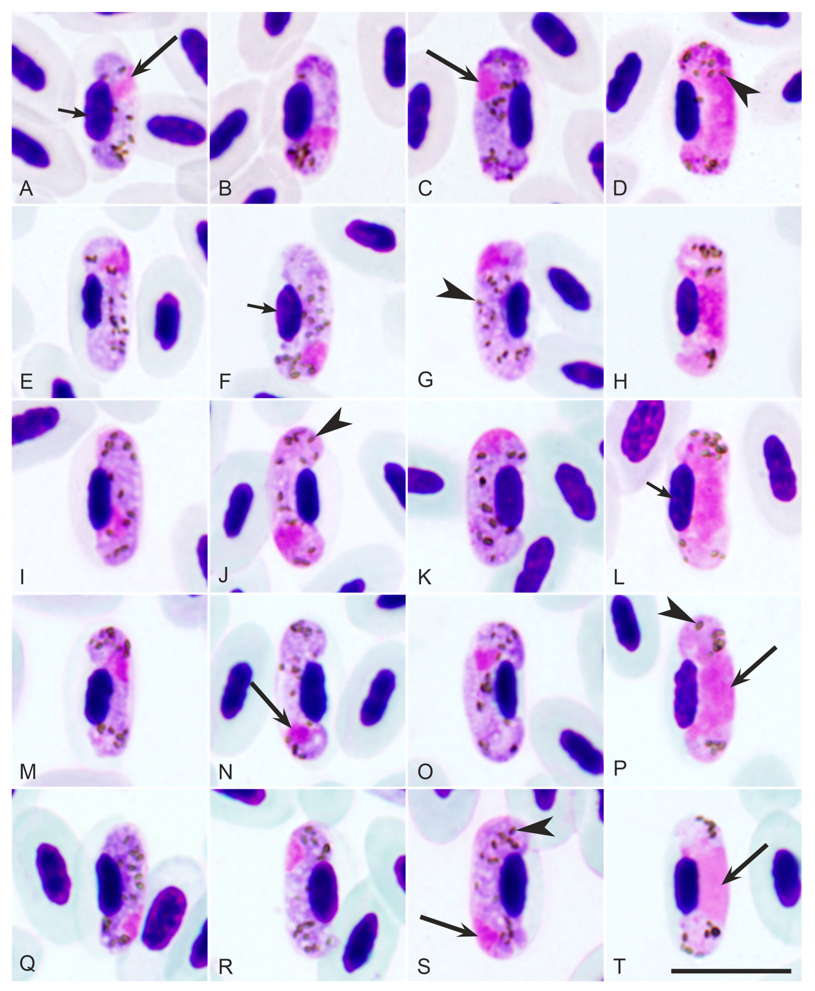 Pathogens 12 00898 g001 Pathogens 12 00898 g001