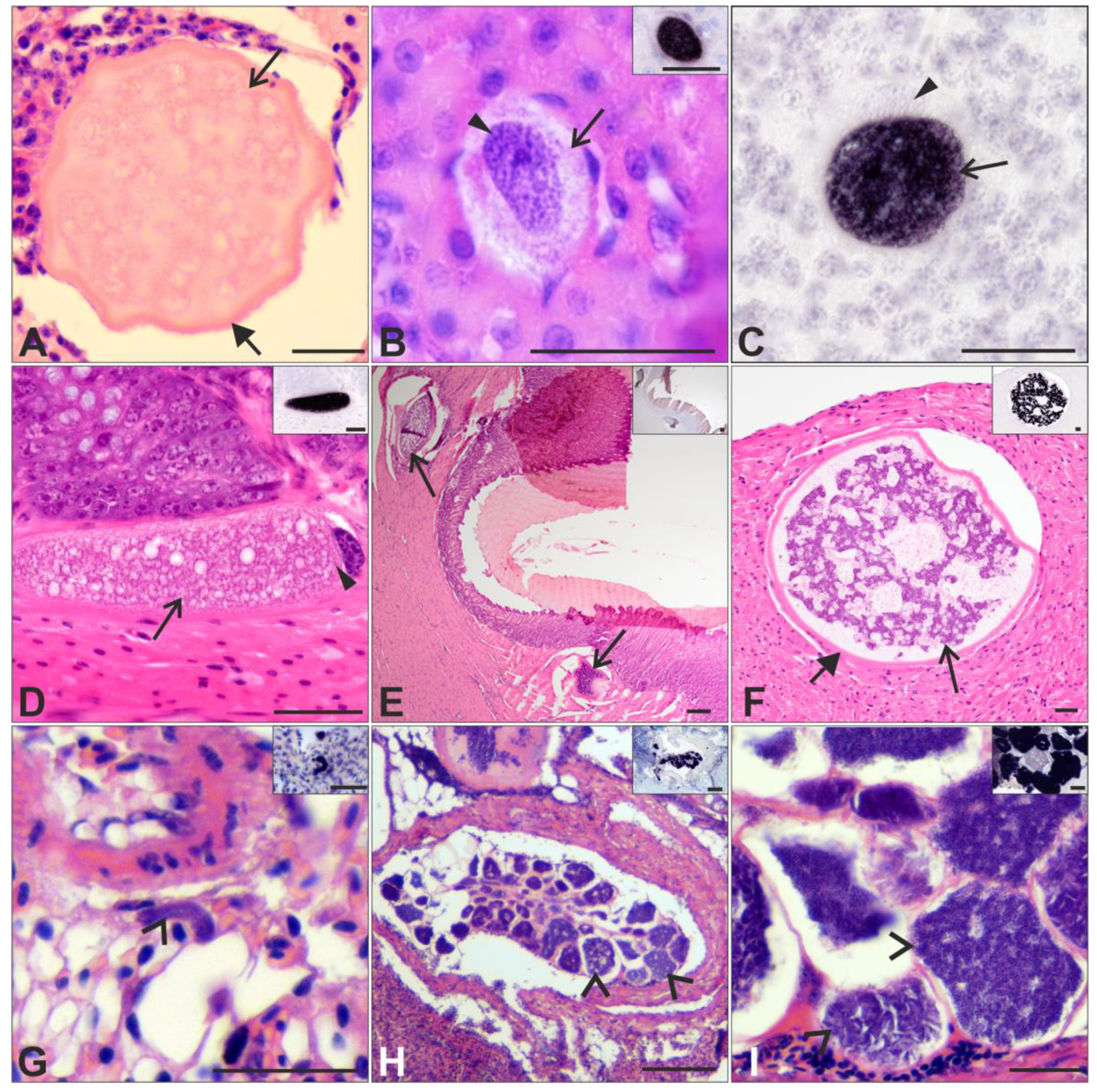 Pathogens 12 00898 g003 Pathogens 12 00898 g003
