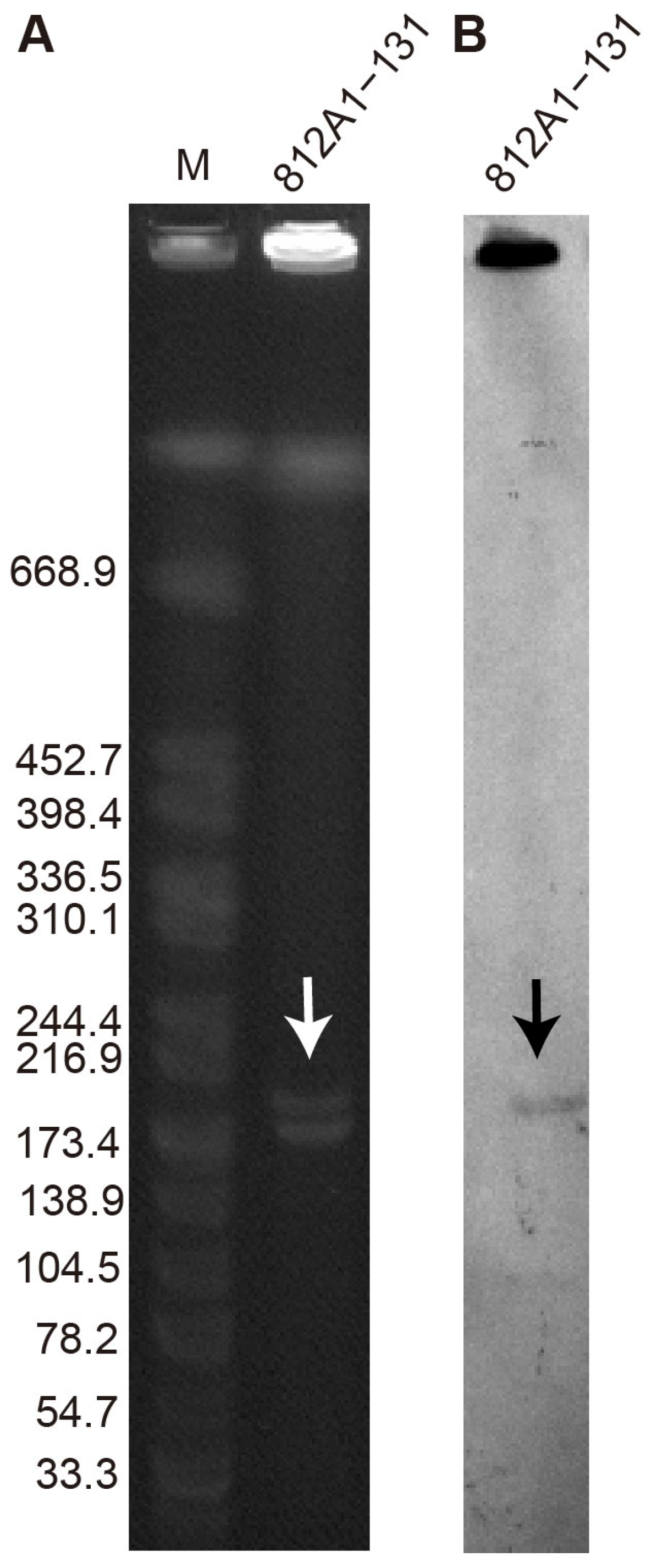 Pathogens 12 00903 g002