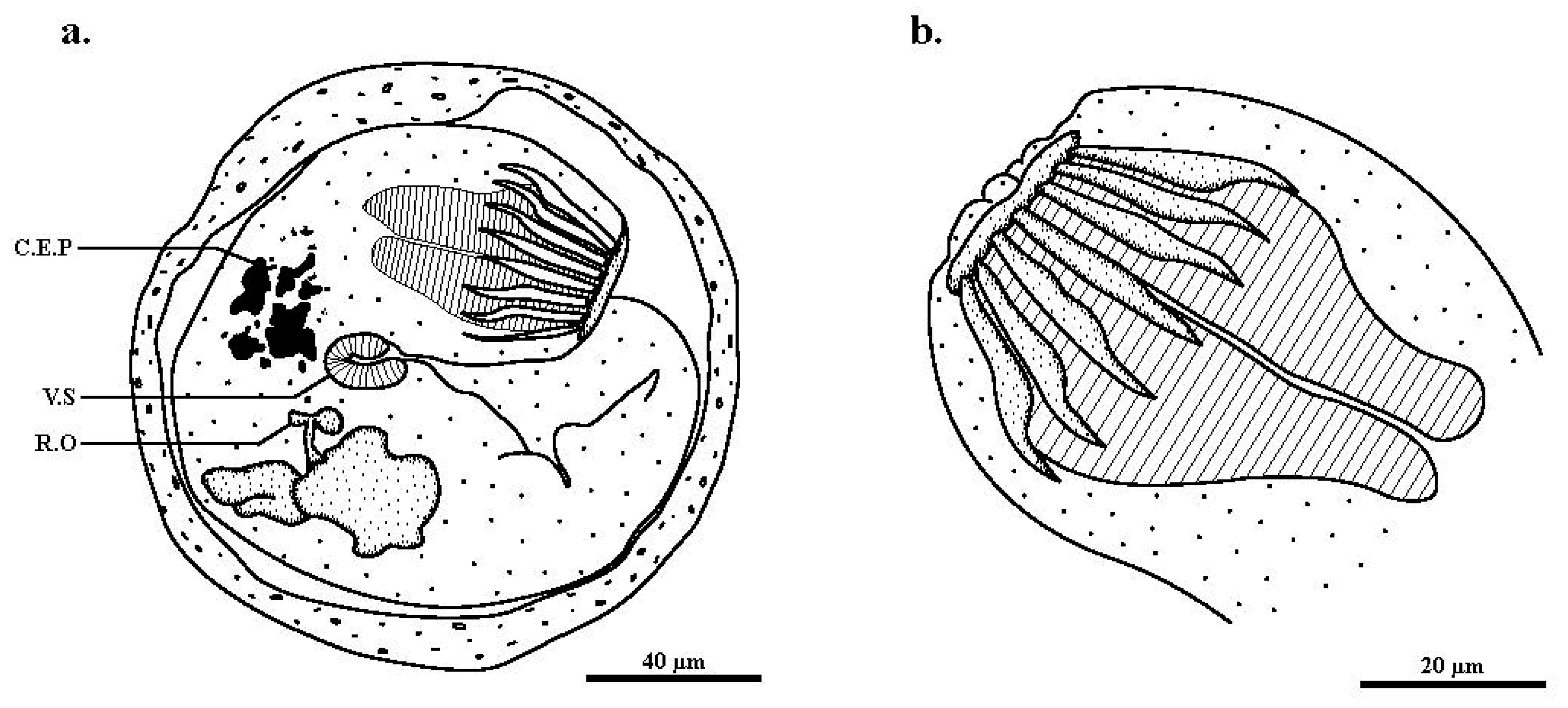 Pathogens 12 00923 g002