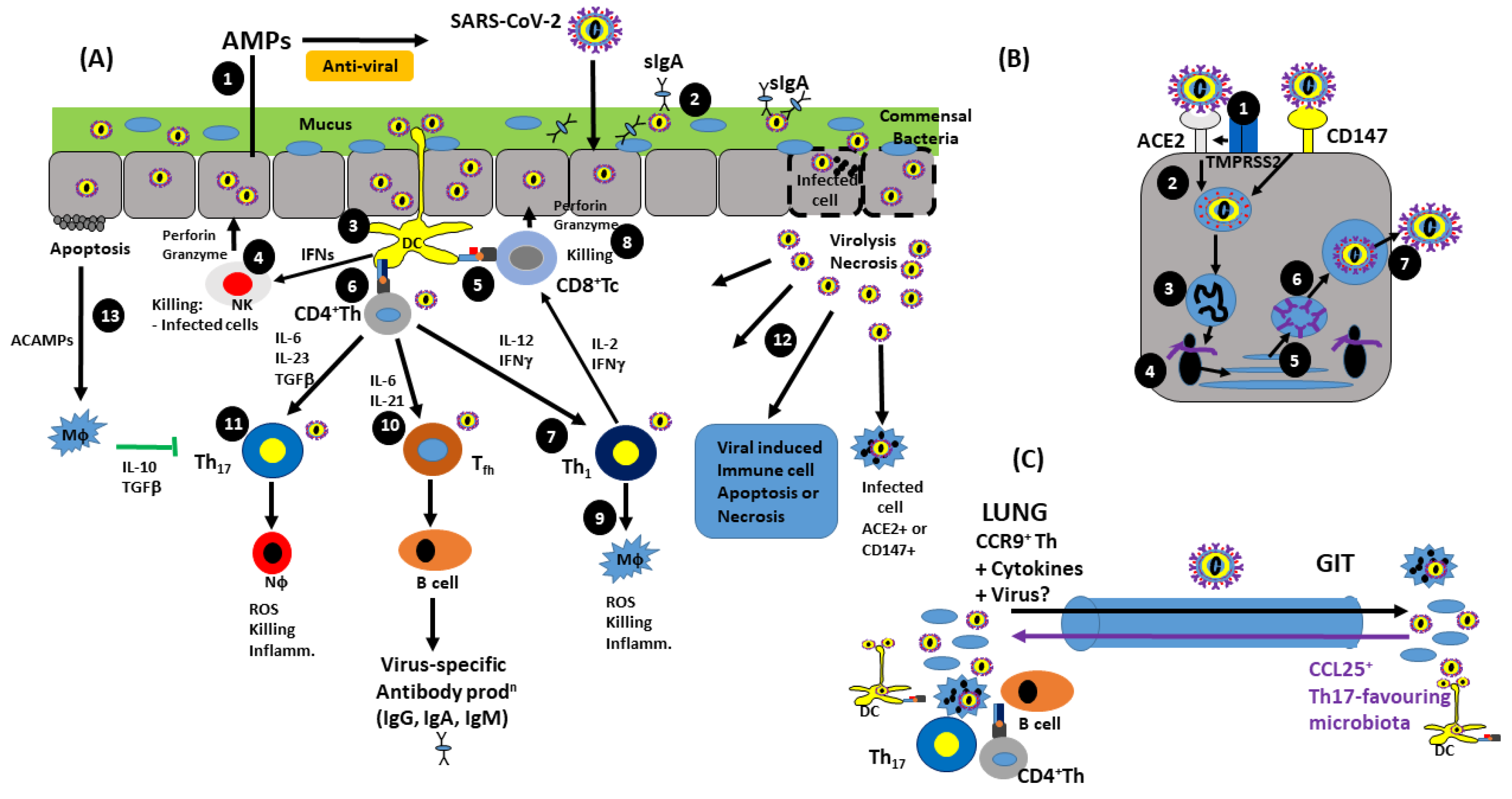 High body temperature increases gut microbiota-dependent host resistance to  influenza A virus and SARS-CoV-2 infection