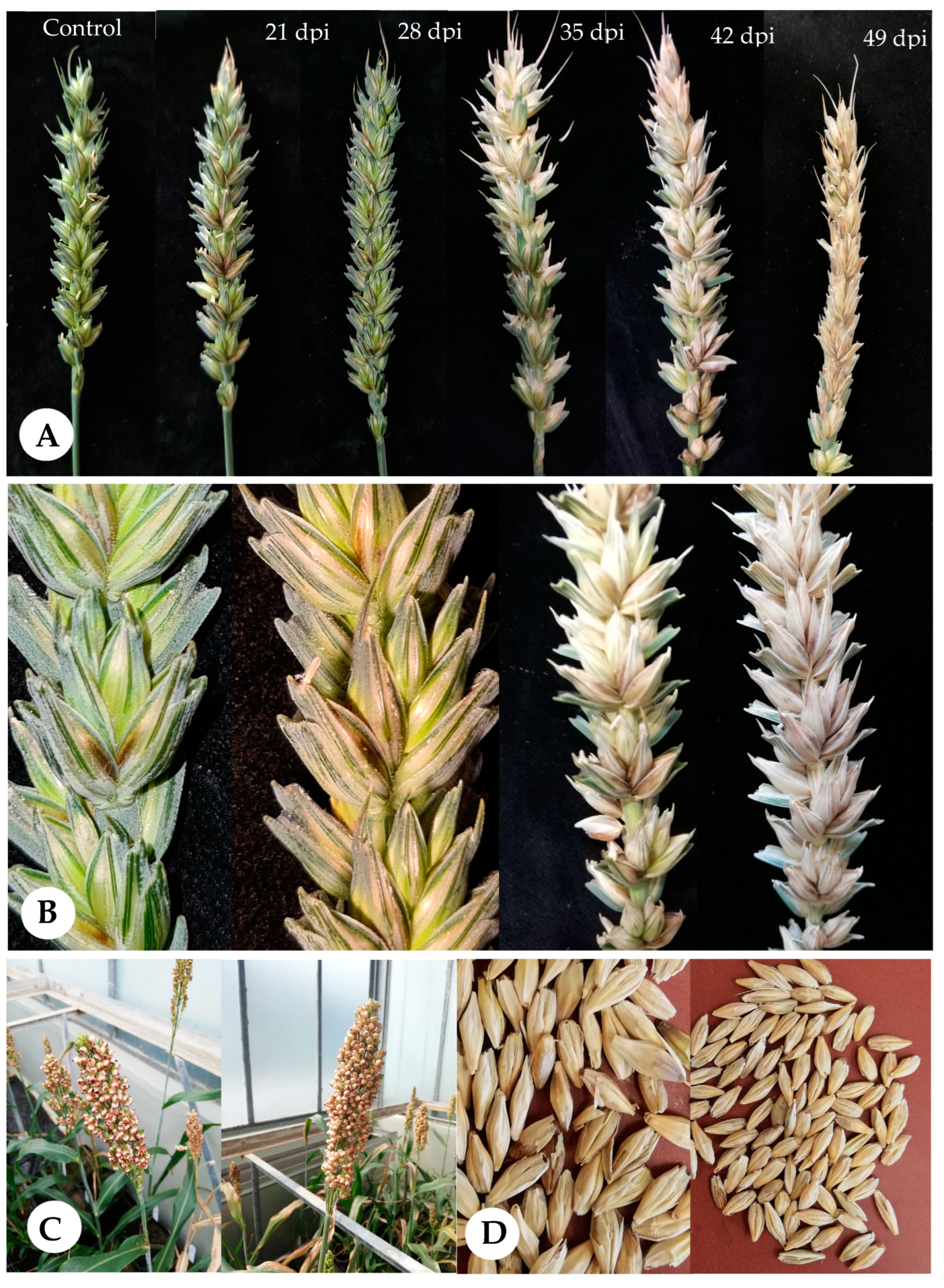 Pathogens 12 00936 g002 Pathogens 12 00936 g002