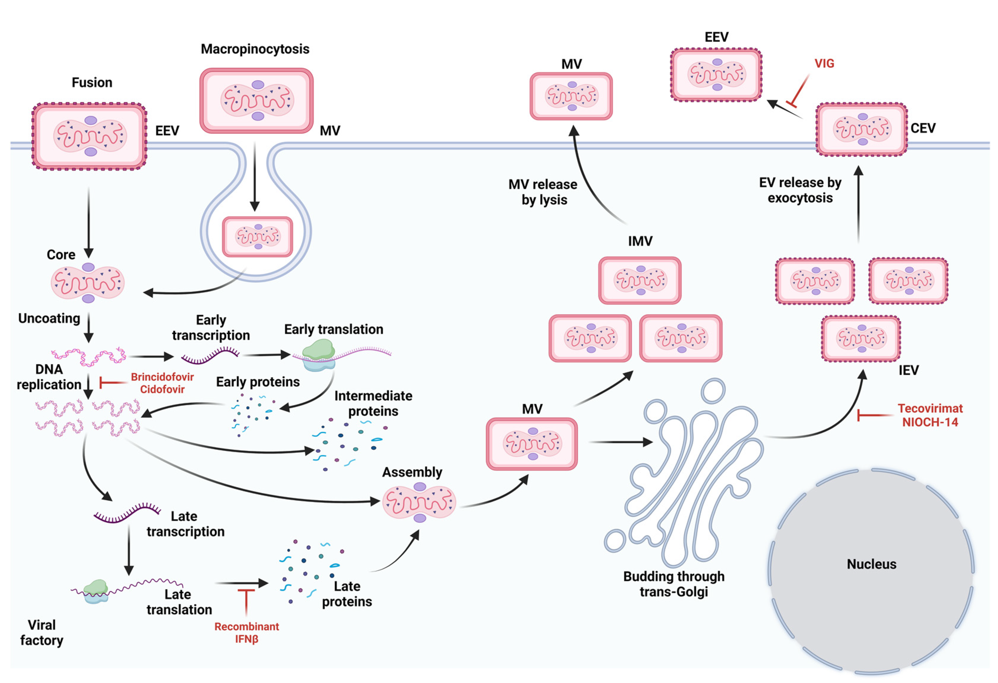 Pathogens 12 00947 g002
