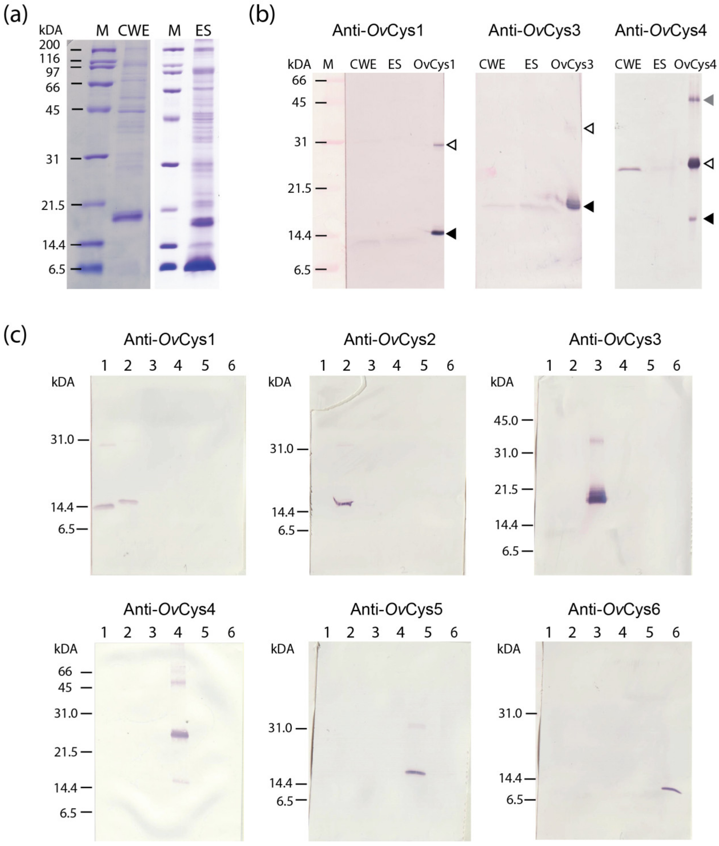 Pathogens 12 00949 g002