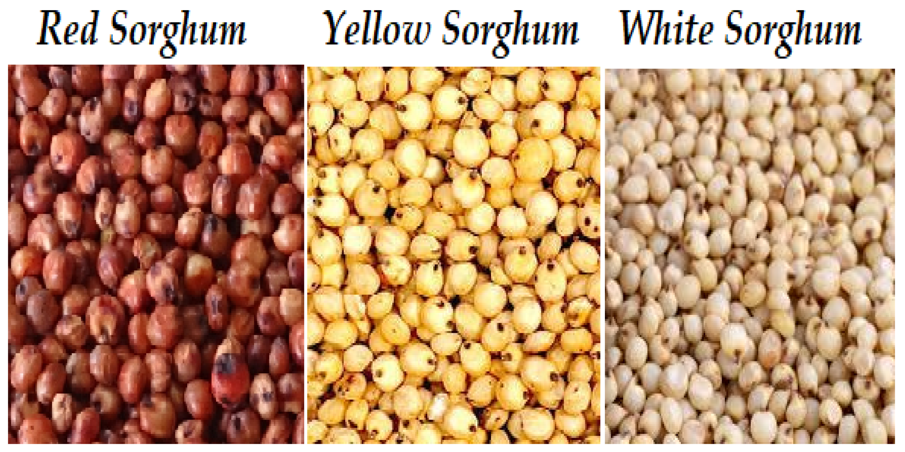 Pathogens 12 00958 g001