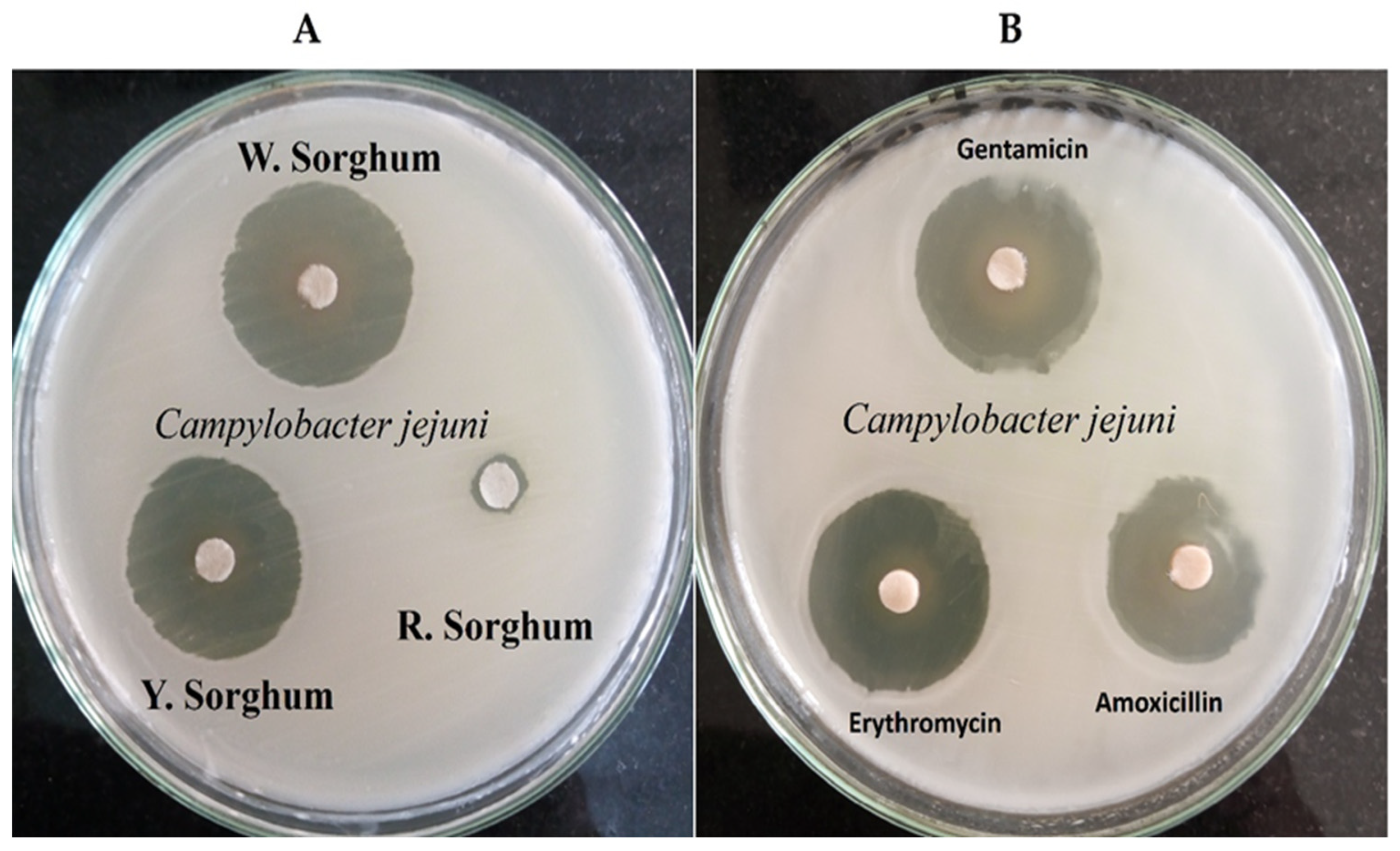Pathogens 12 00958 g002