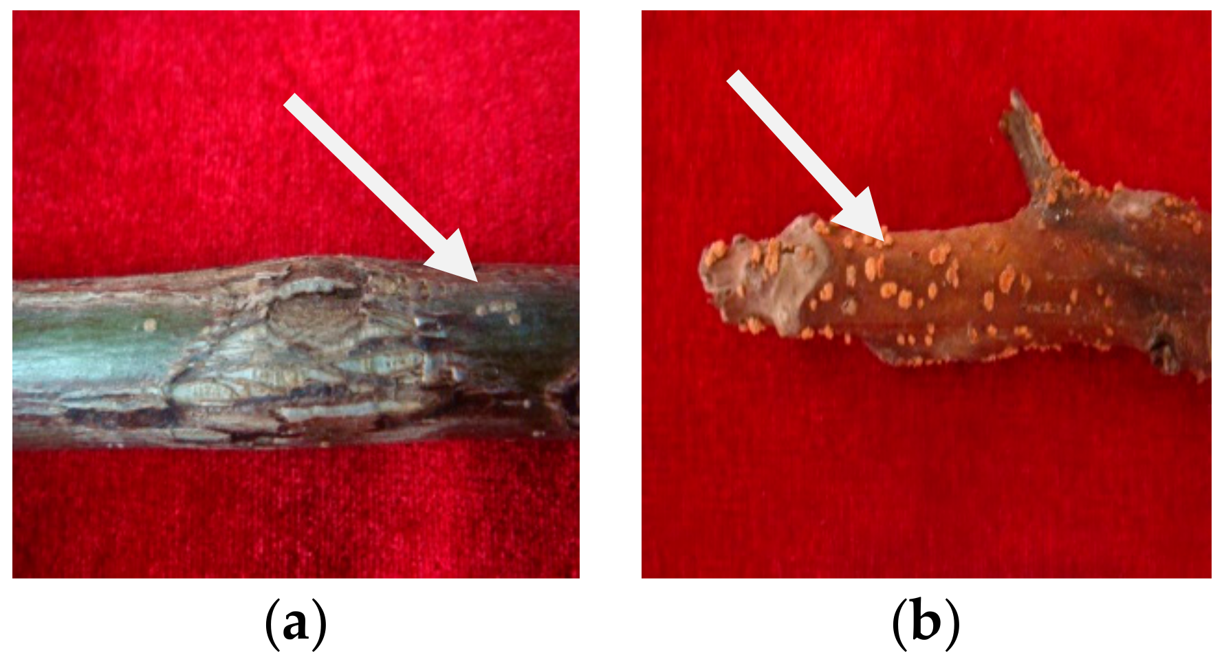 Pathogens 12 00970 g001