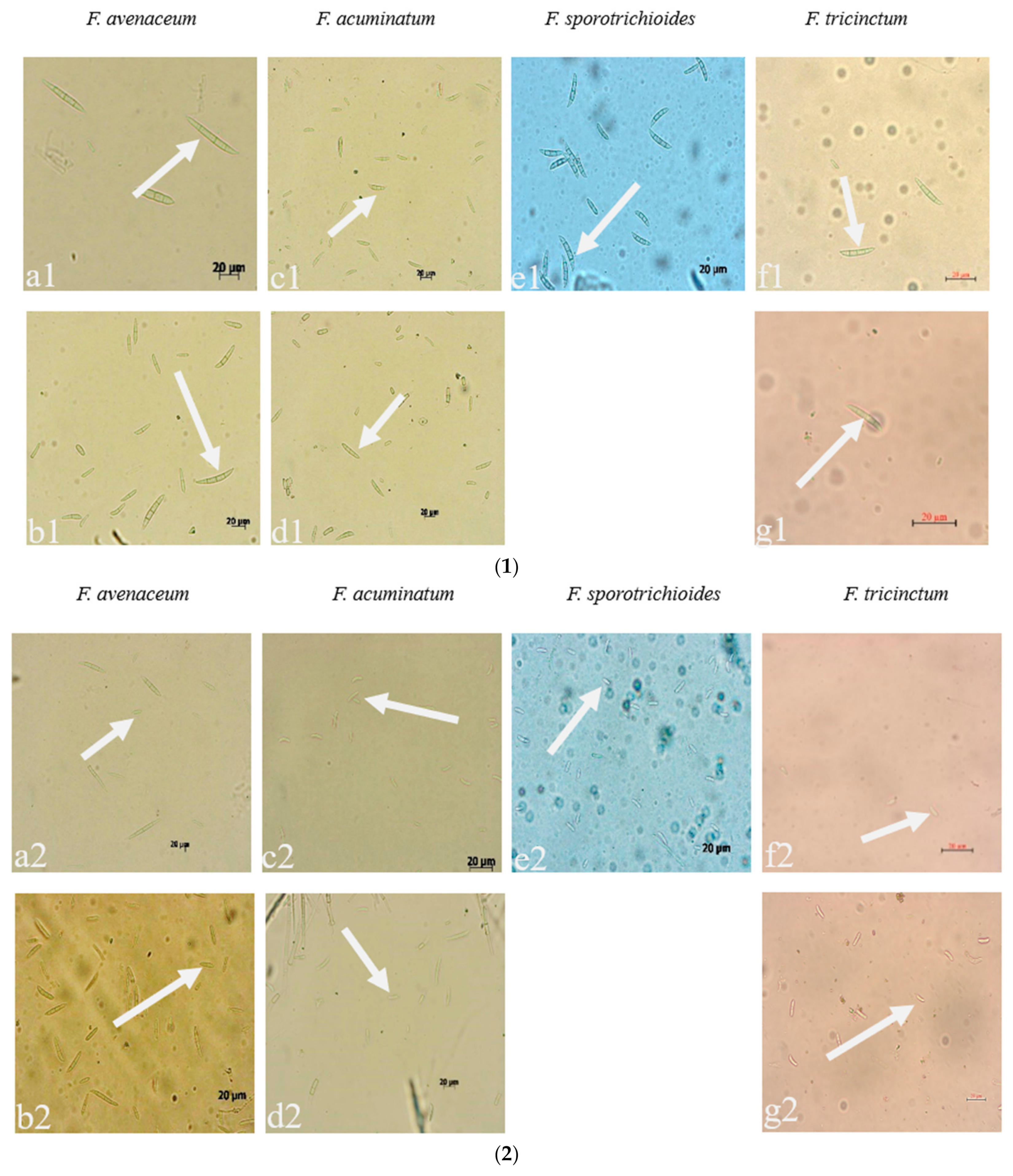 Pathogens 12 00970 g003a