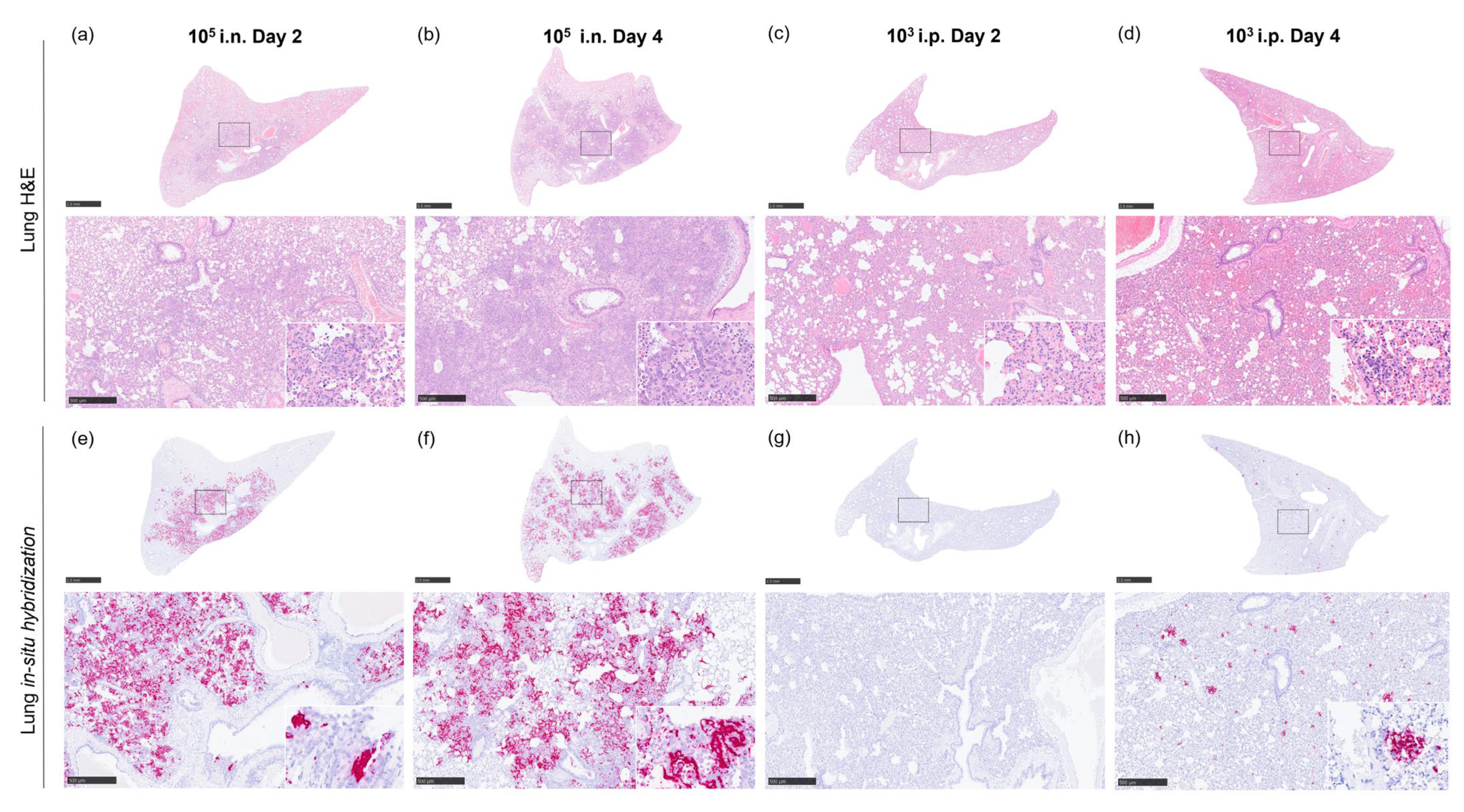 Pathogens 12 00976 g007