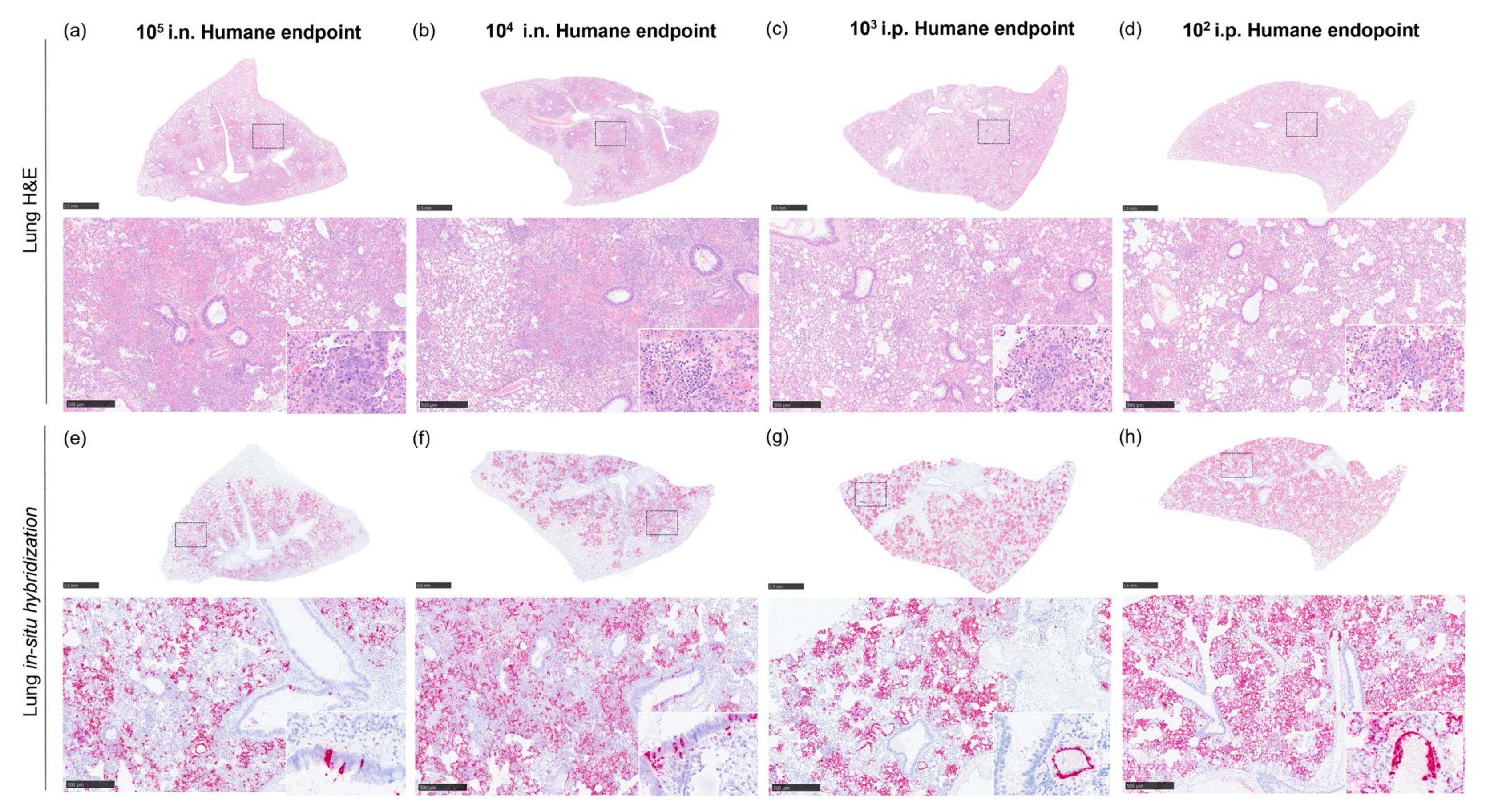 Pathogens 12 00976 g008