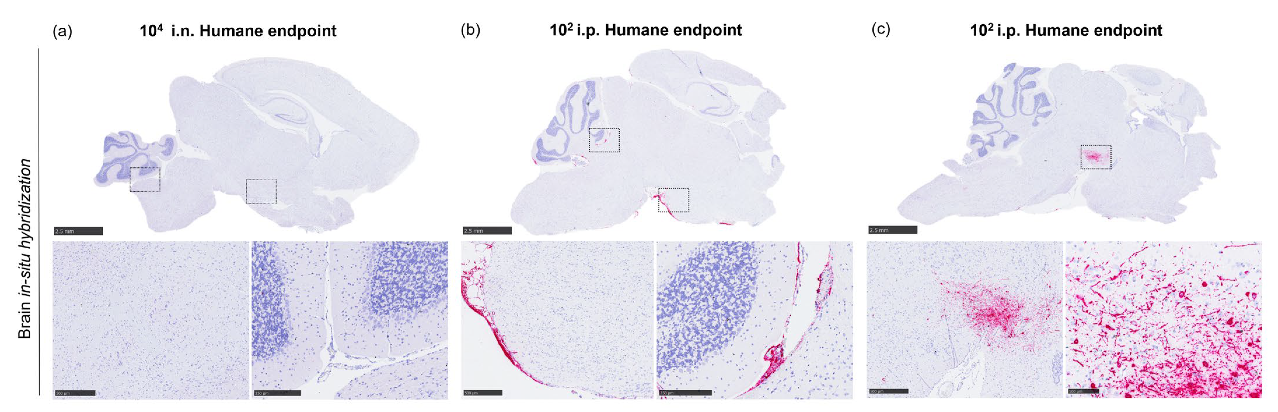 Pathogens 12 00976 g009