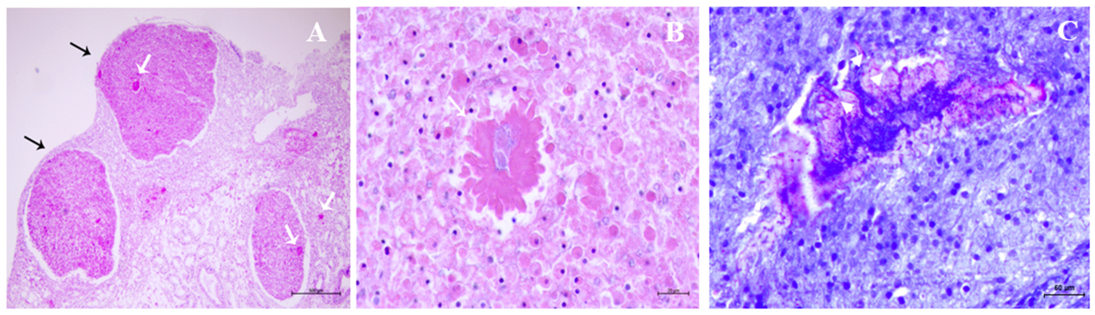 Pathogens 12 00994 g002 Pathogens 12 00994 g002