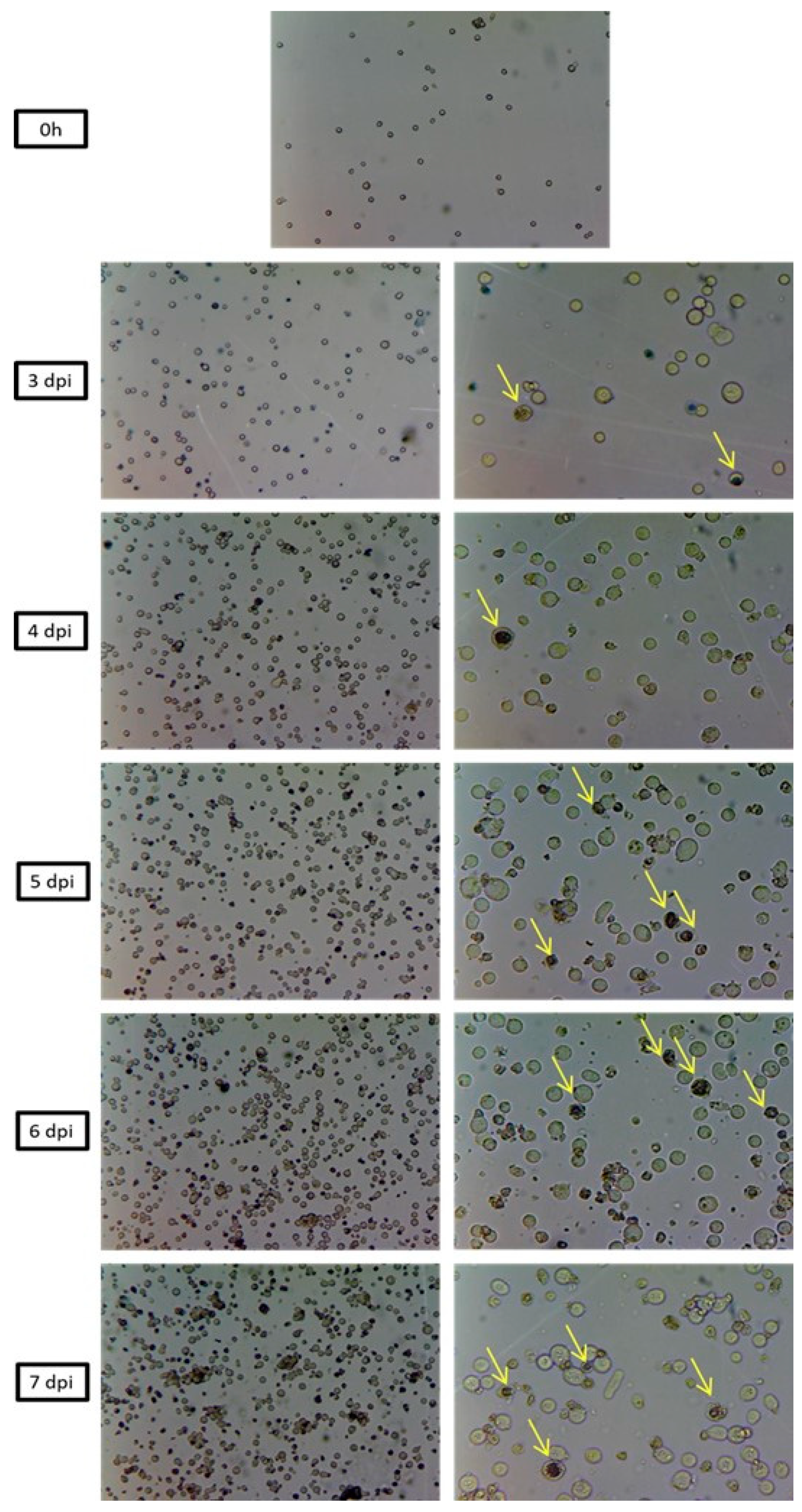 Pathogens 12 01001 g005