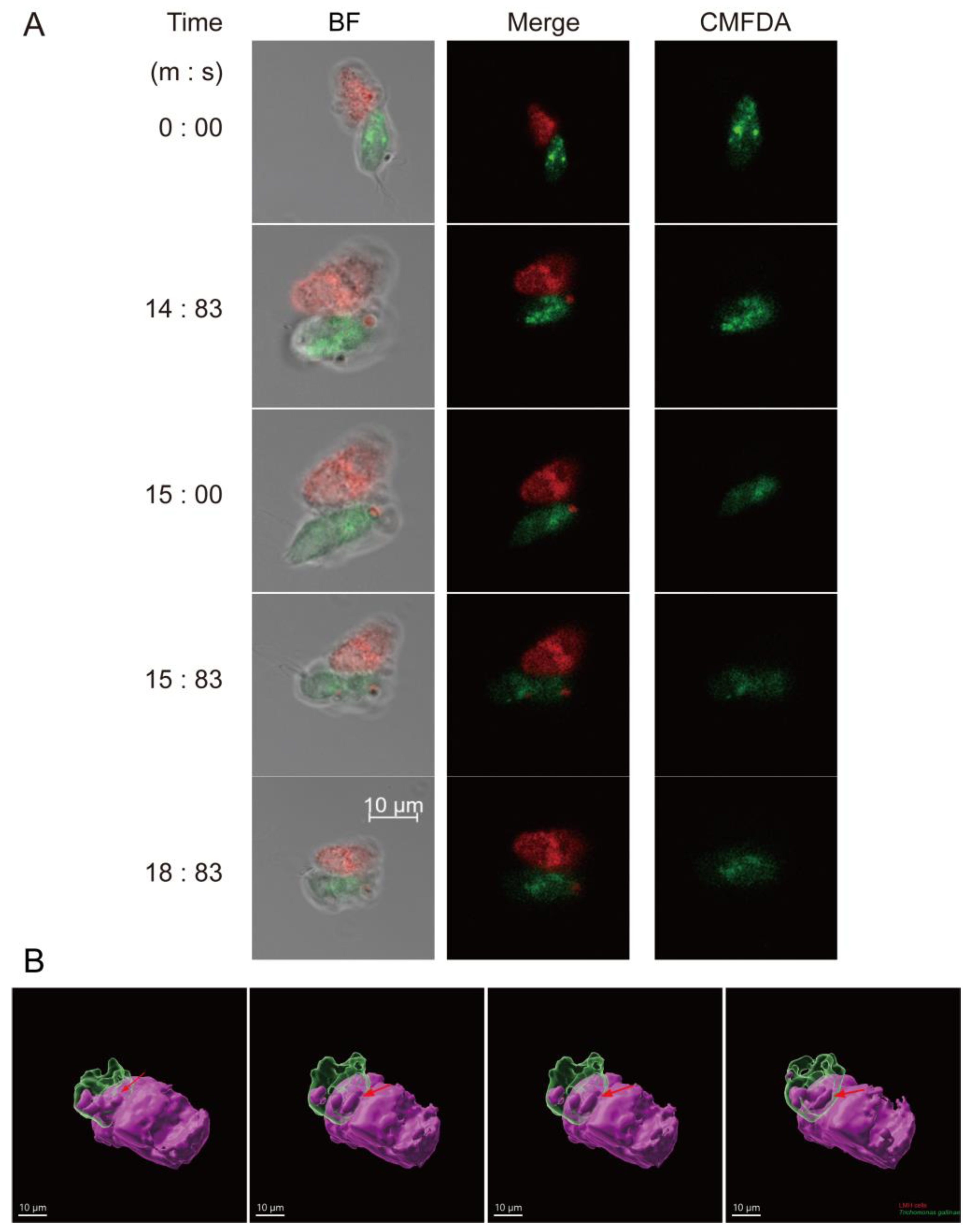 Pathogens 12 01008 g004 Pathogens 12 01008 g004