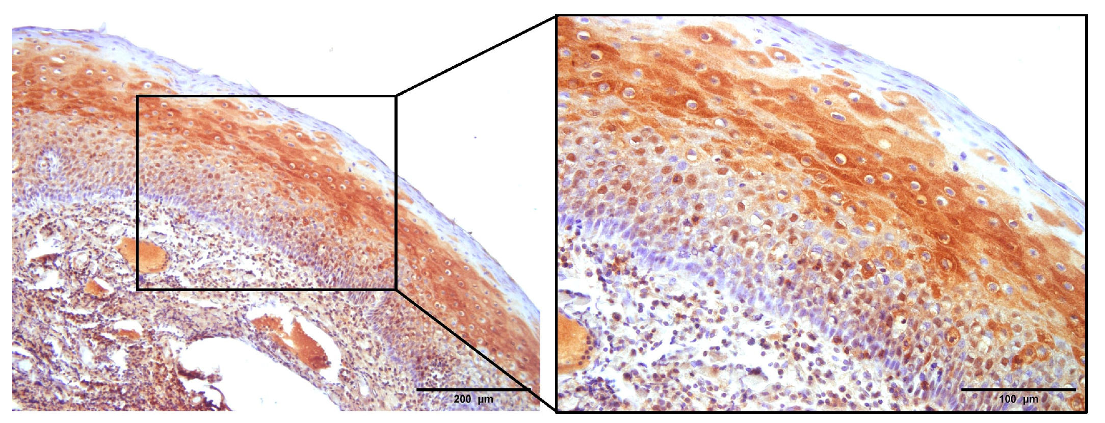 Pathogens 12 01013 g002 Pathogens 12 01013 g002