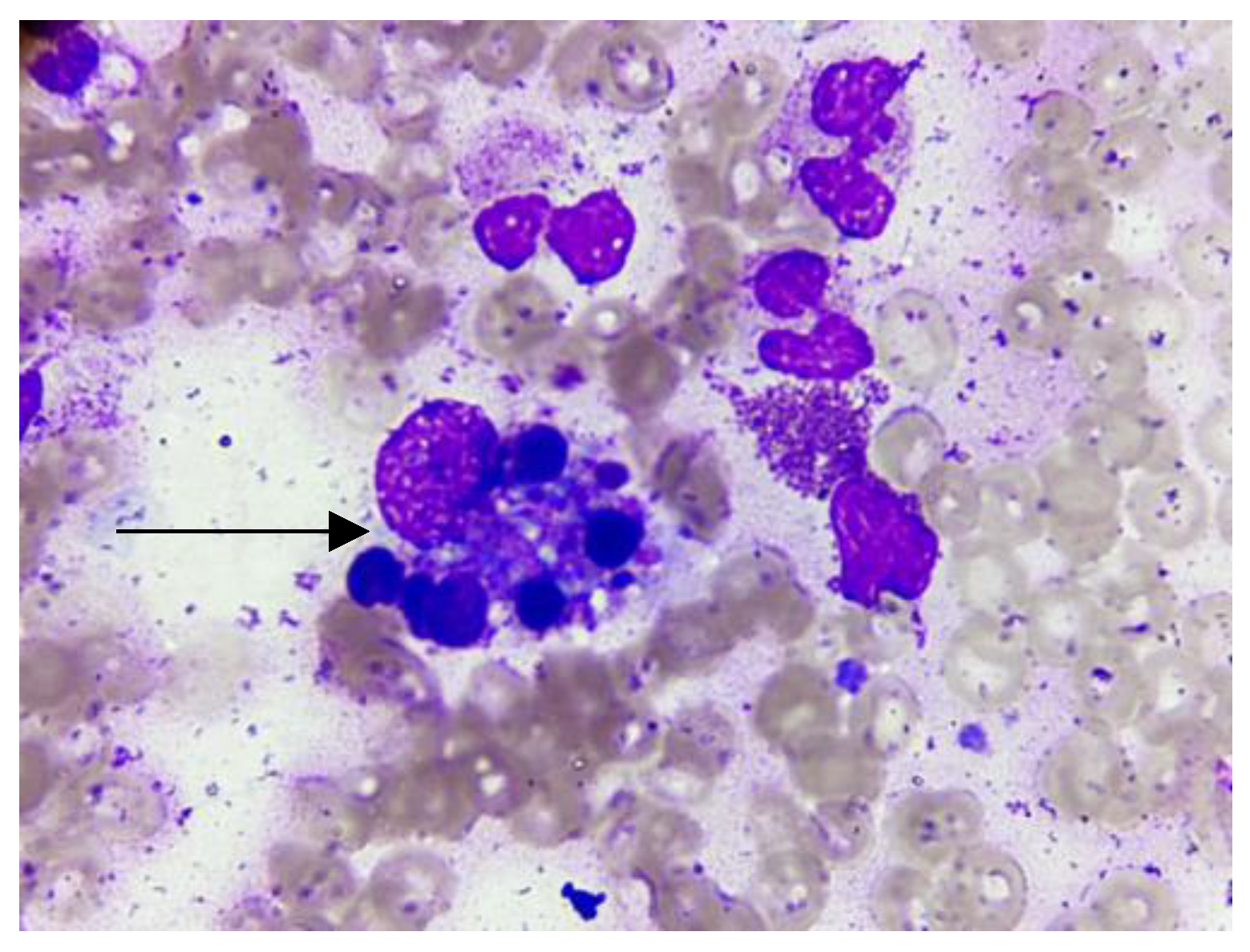 Pathogens 12 01021 g001