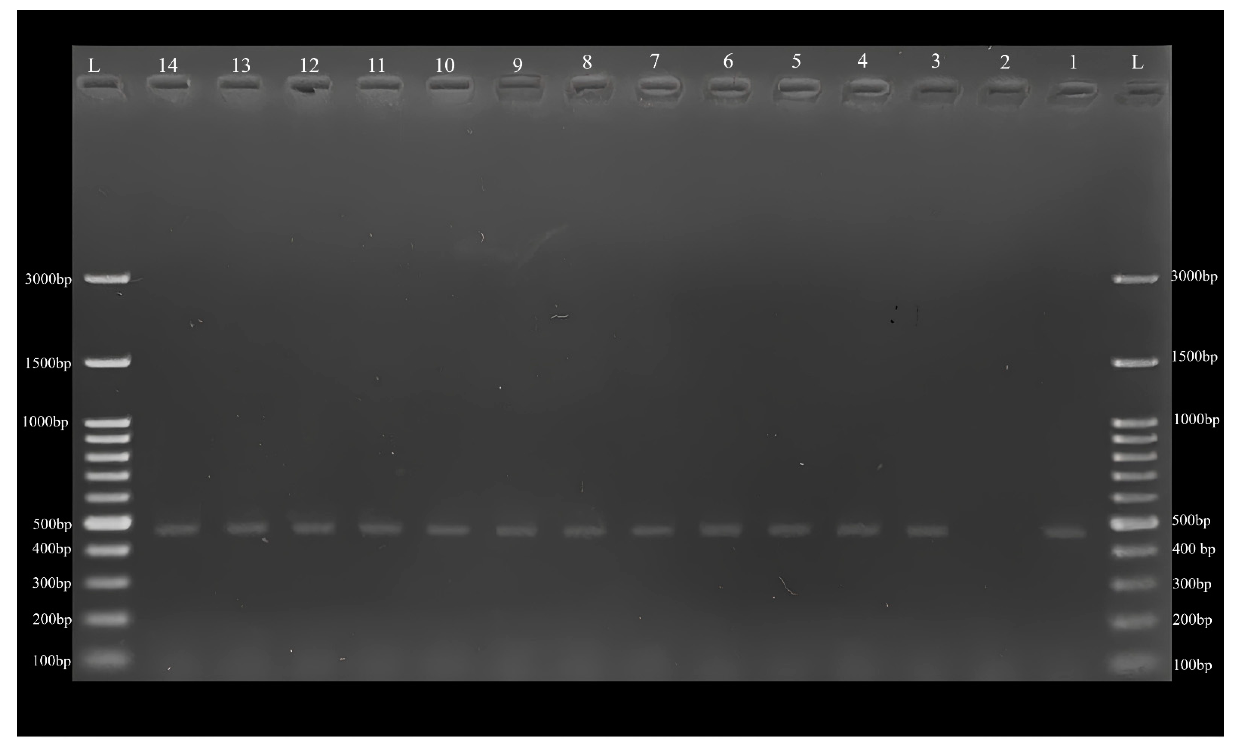 Pathogens 12 01046 g002