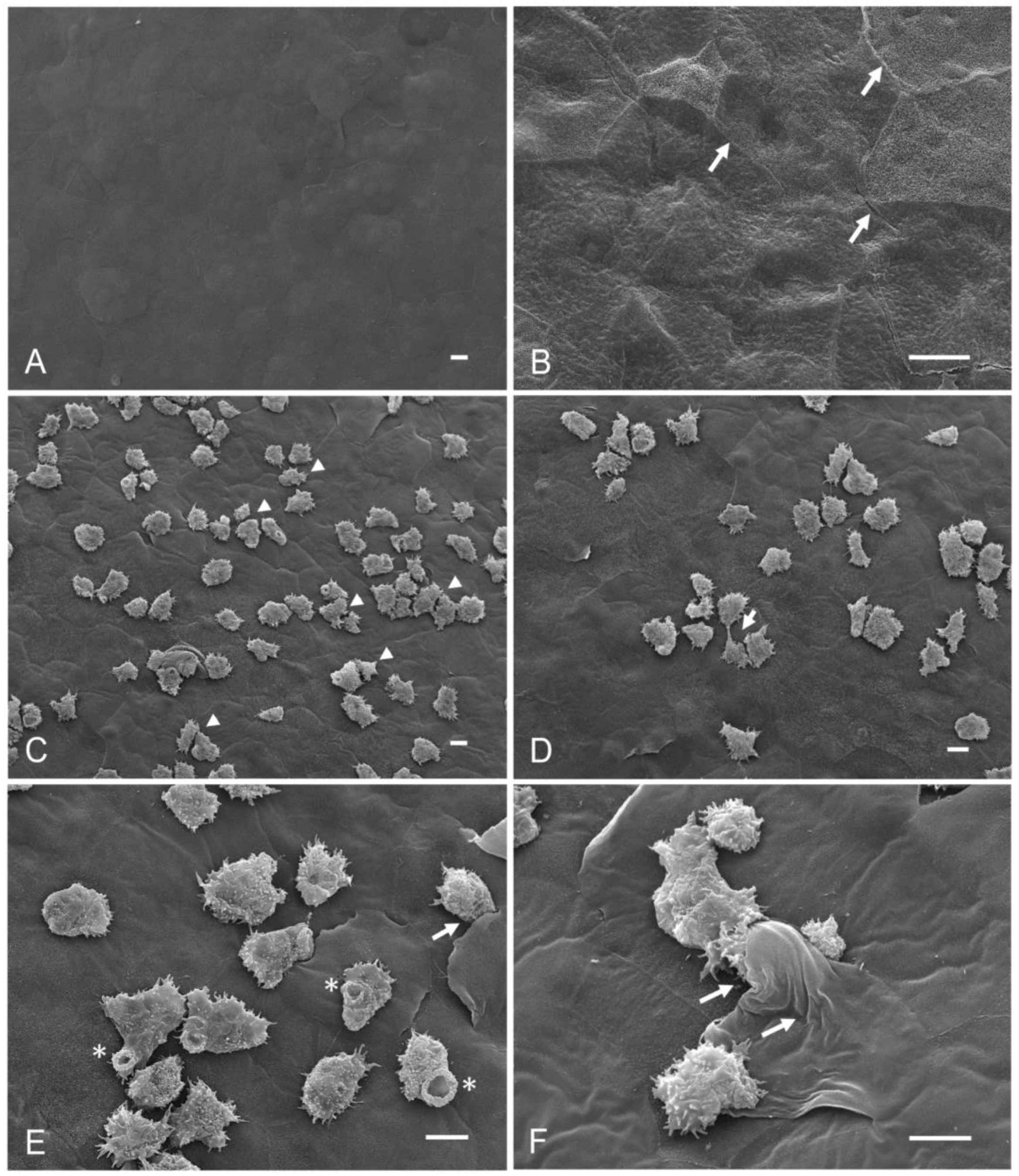 Pathogens 12 01049 g001 Pathogens 12 01049 g001