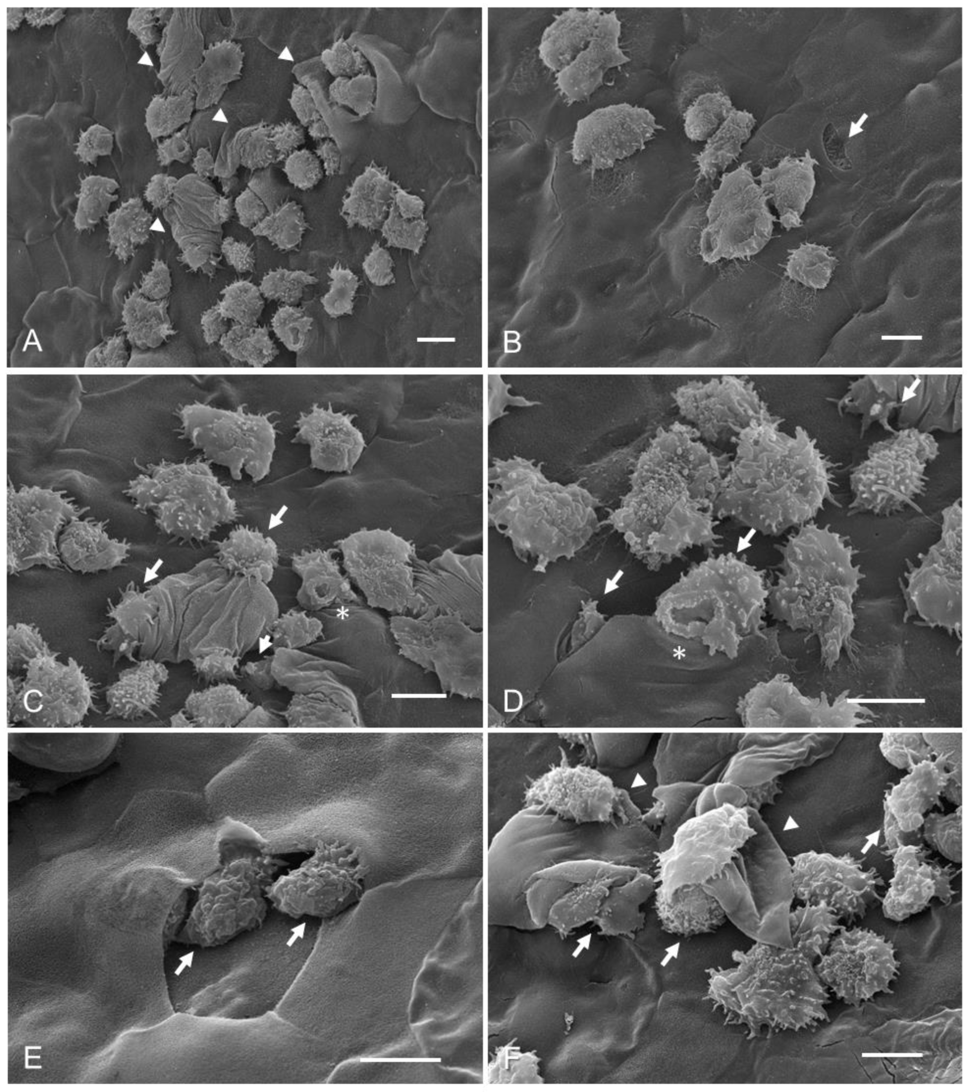 Pathogens 12 01049 g002 Pathogens 12 01049 g002