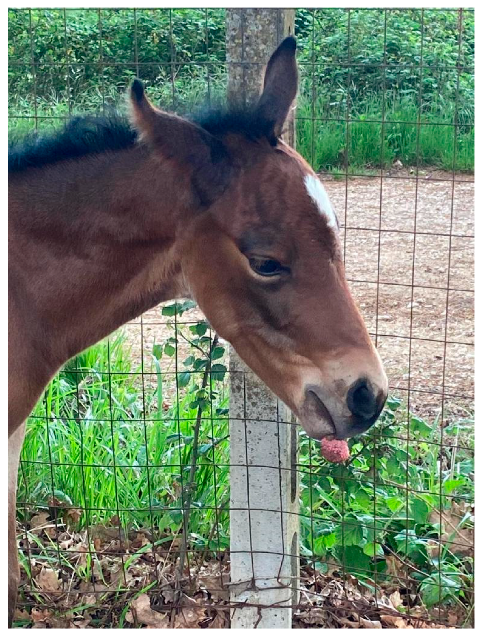 Pathogens 12 01059 g001 Pathogens 12 01059 g001