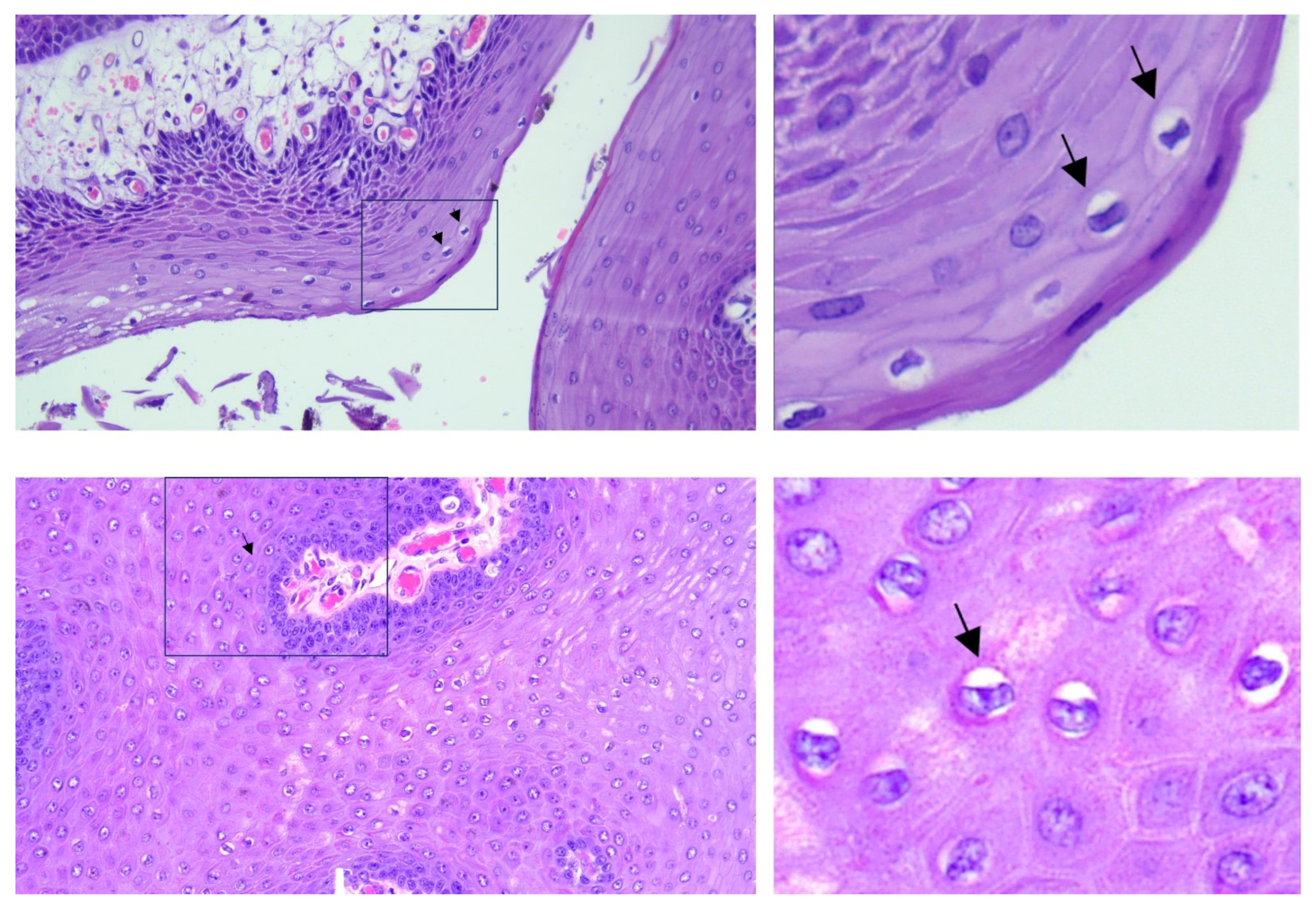 Pathogens 12 01059 g004 Pathogens 12 01059 g004