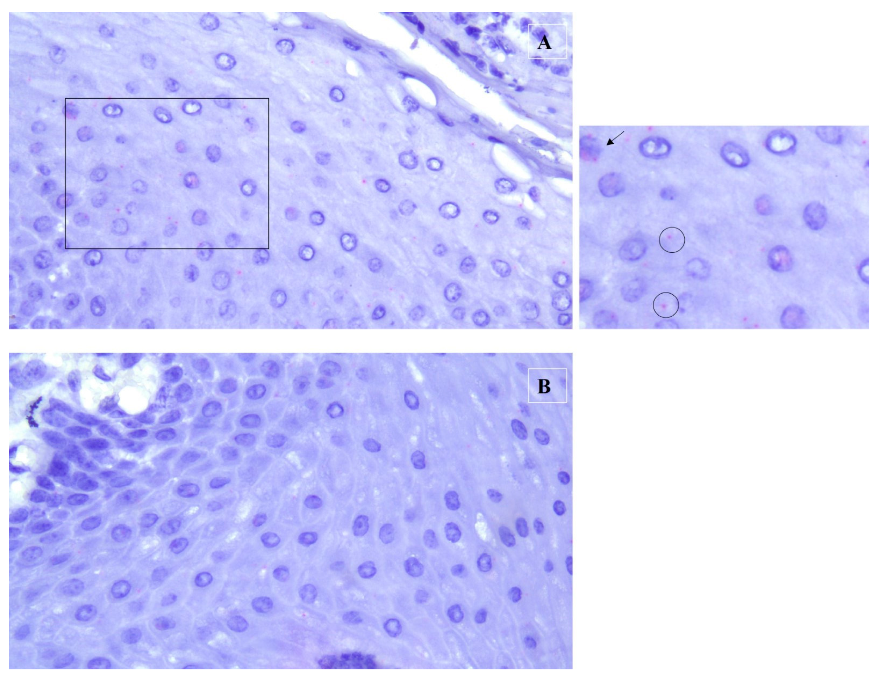 Pathogens 12 01059 g005 Pathogens 12 01059 g005