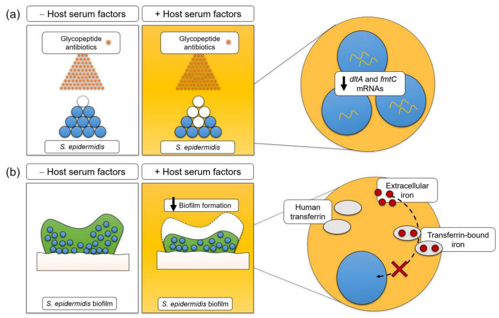 Pathogens 12 01064 g004 Pathogens 12 01064 g004