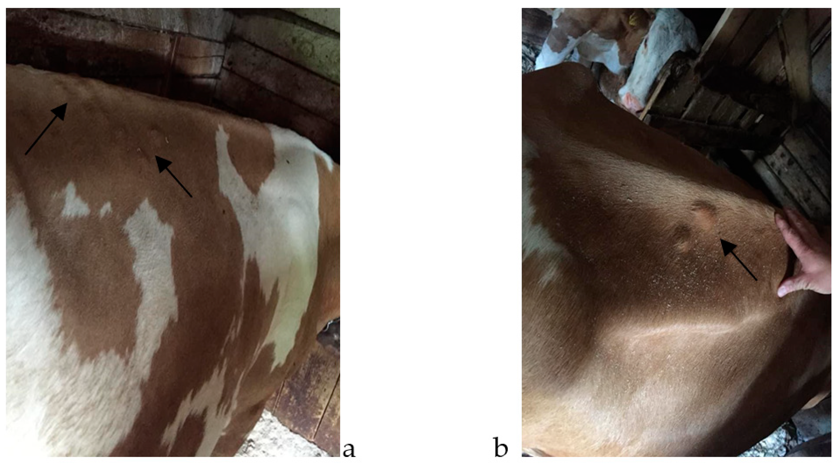 Pathogens 12 01077 g001 Pathogens 12 01077 g001