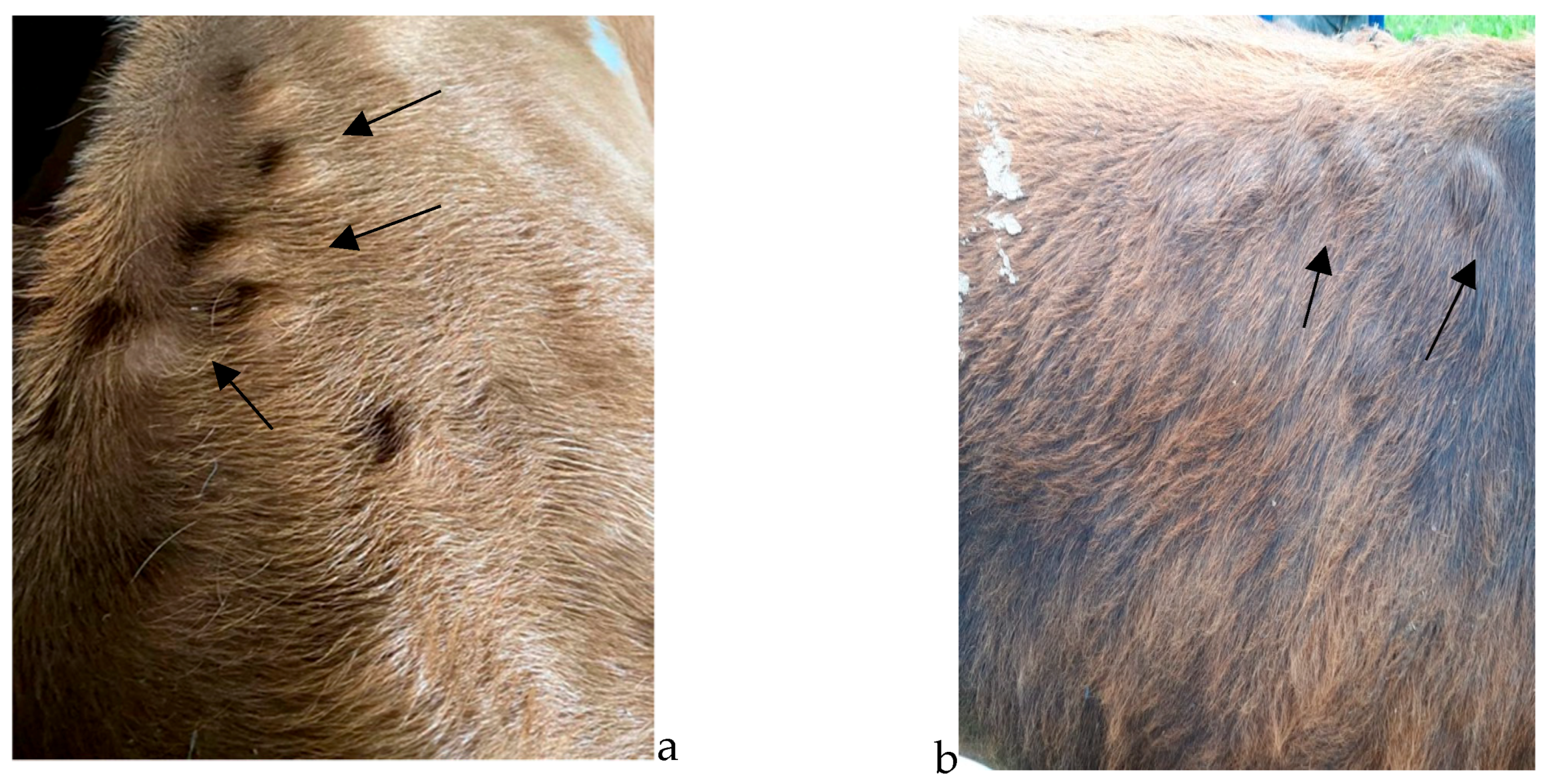 Pathogens 12 01077 g002 Pathogens 12 01077 g002