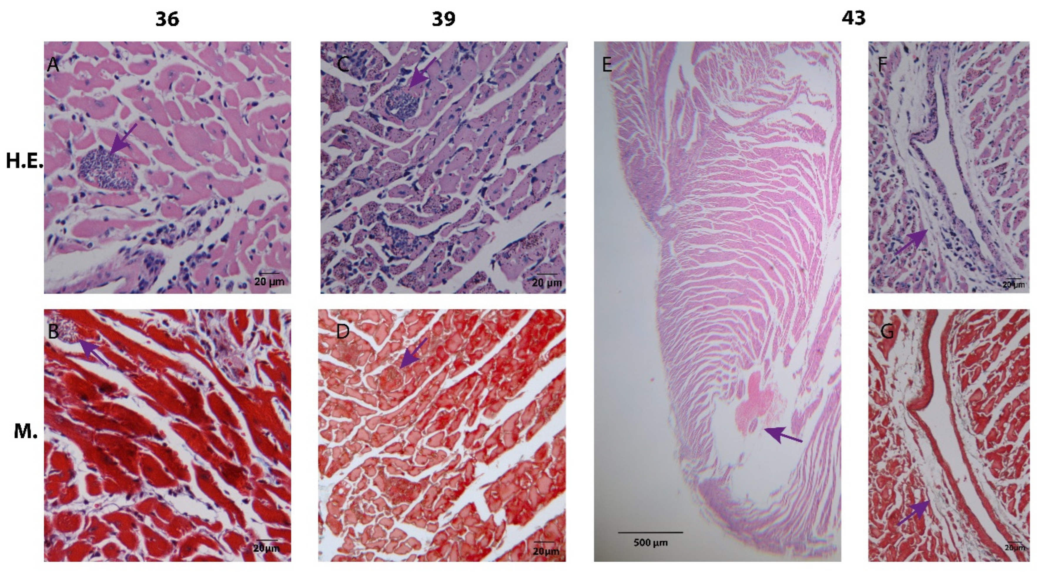 Pathogens 12 01084 g004