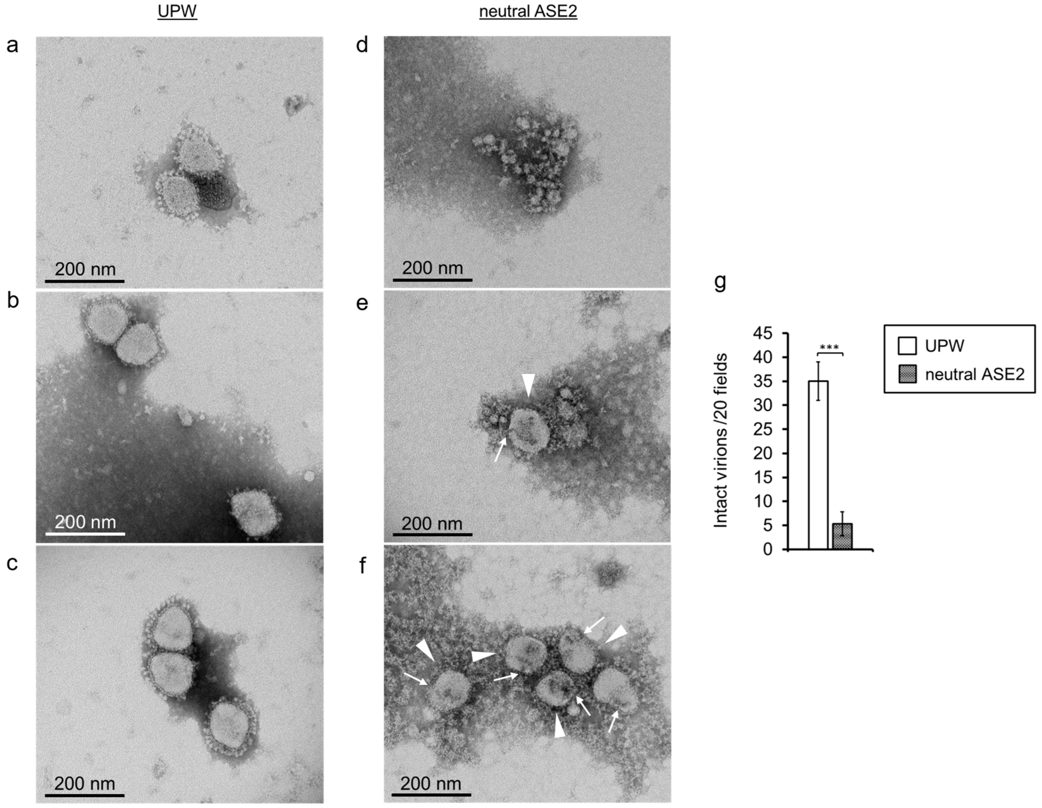 Pathogens 12 01093 g008