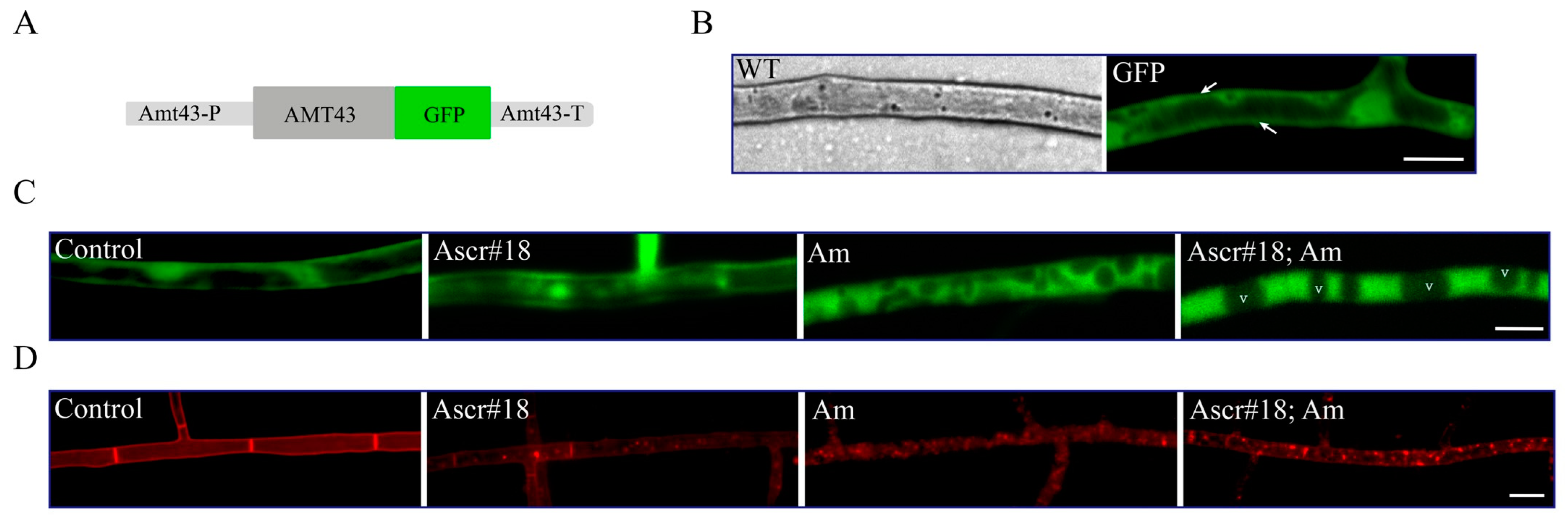 Pathogens 12 01114 g003 Pathogens 12 01114 g003