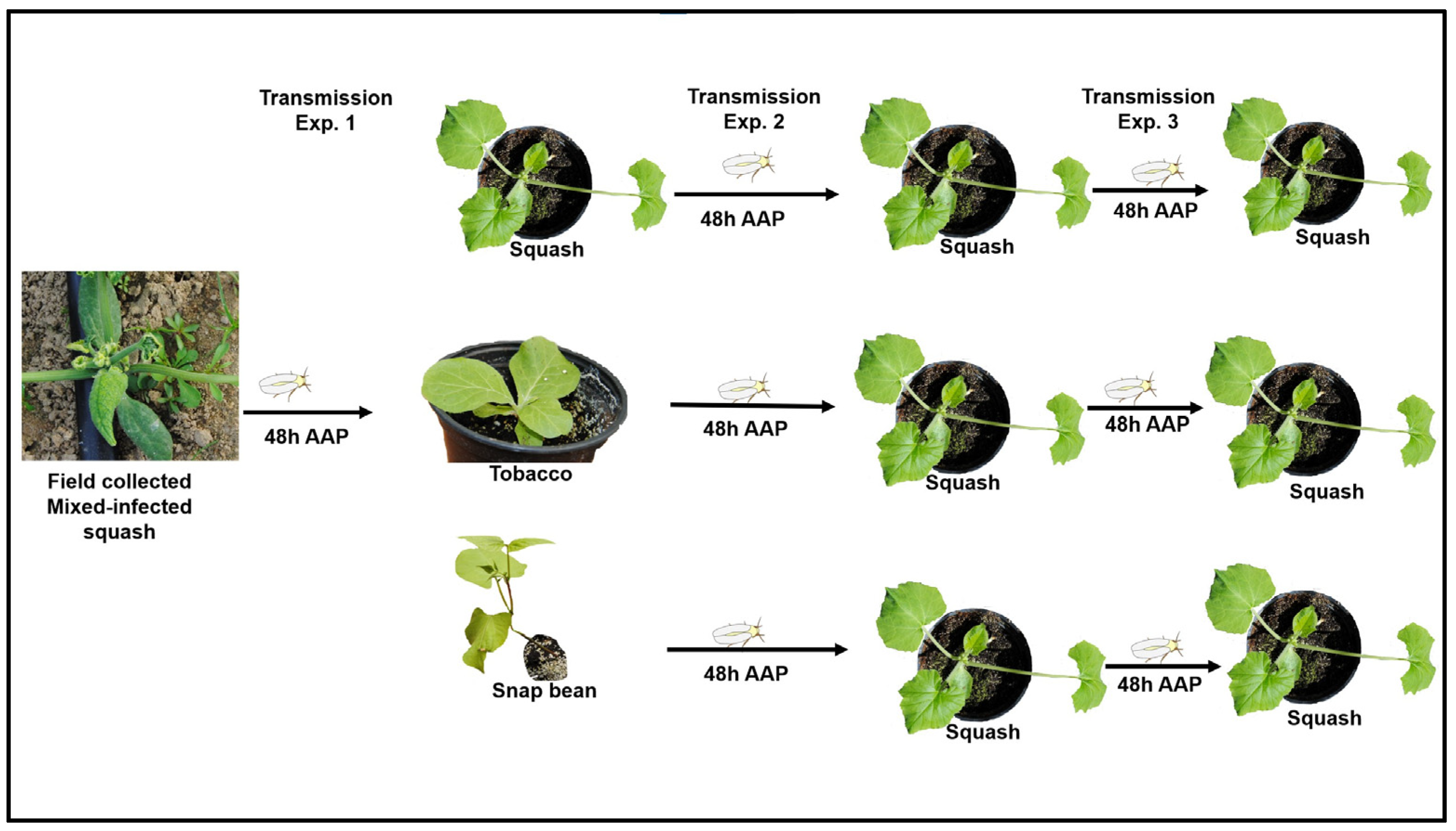 Pathogens 12 01119 g001 Pathogens 12 01119 g001