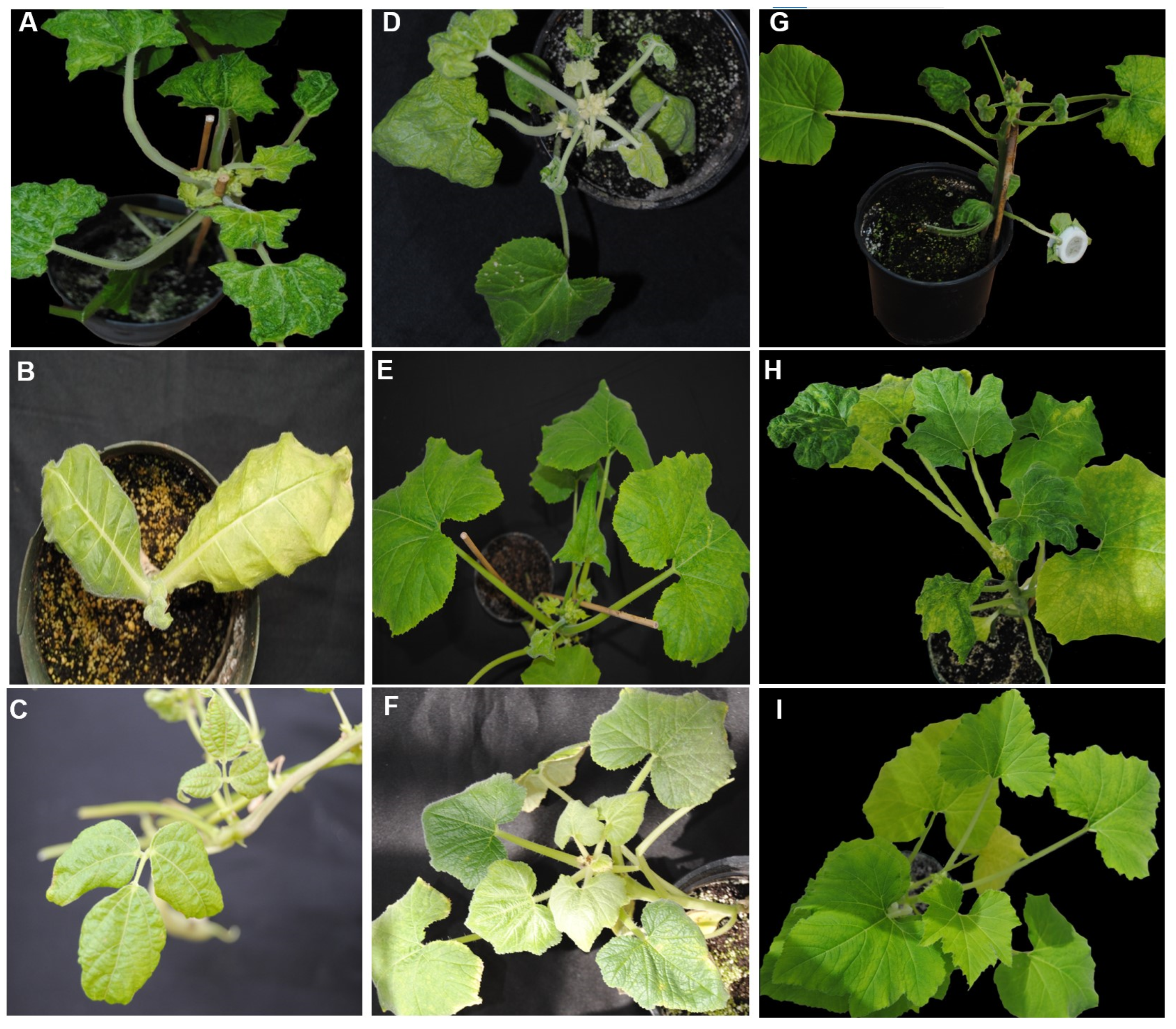 Pathogens 12 01119 g003 Pathogens 12 01119 g003