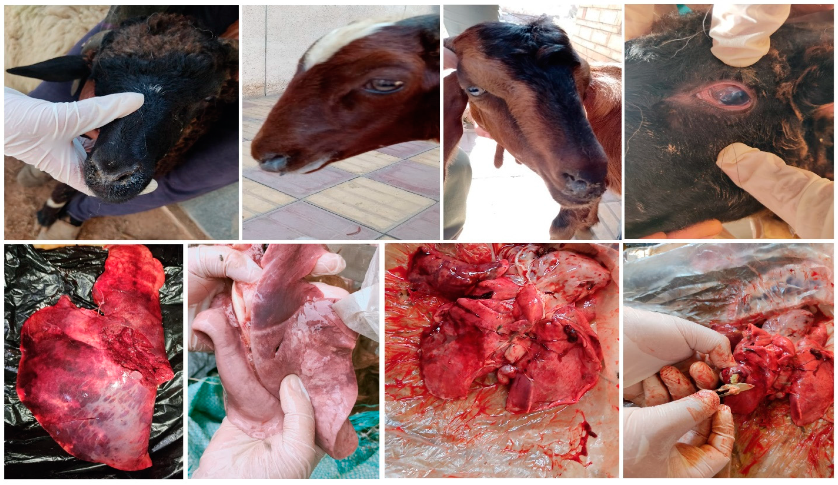 Pathogens 12 01138 g001