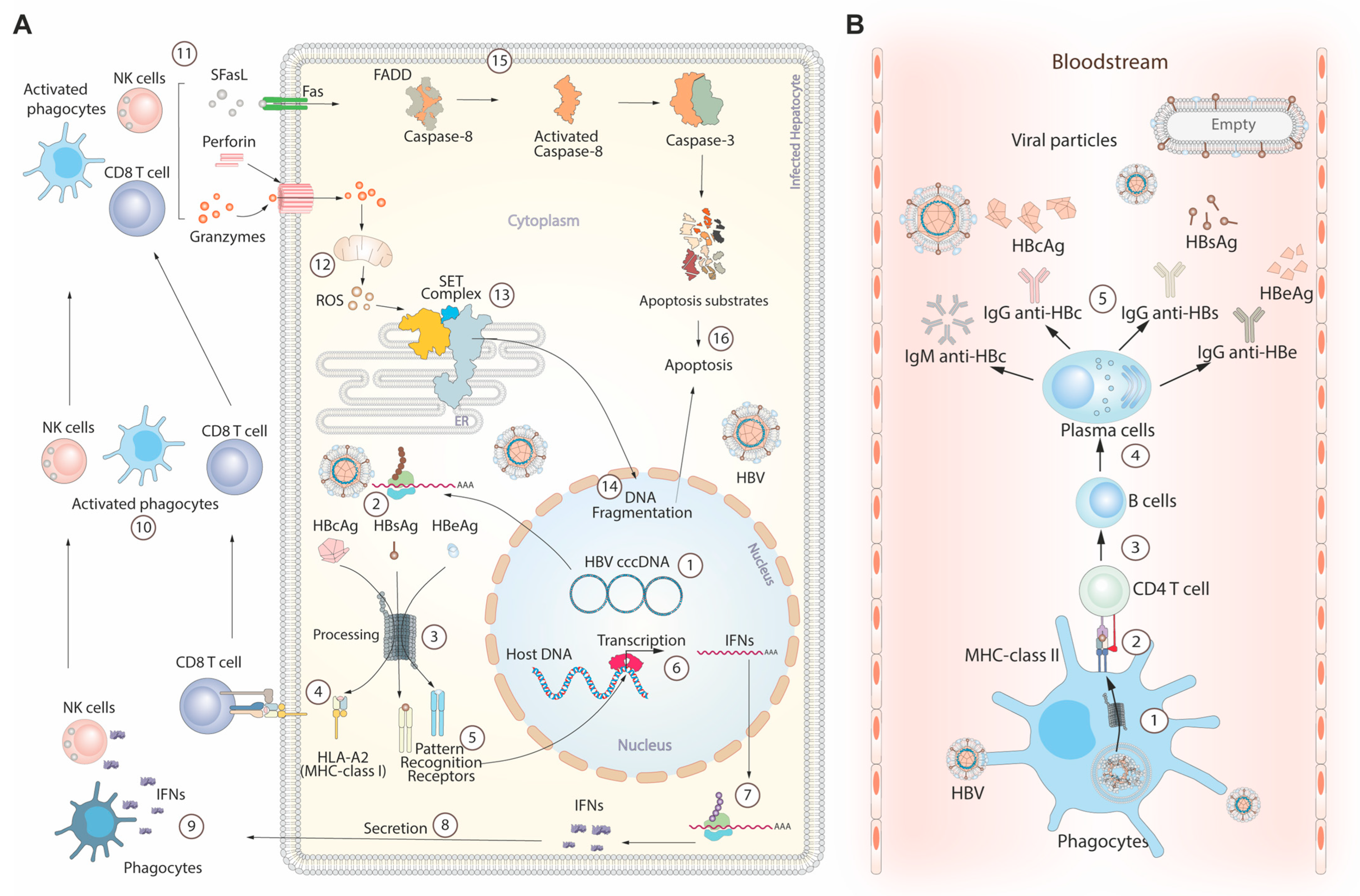 Pathogens 12 01146 g002
