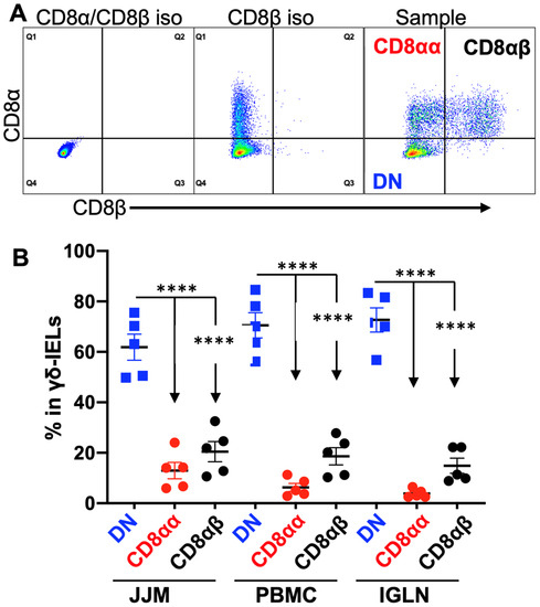 Characterization of Bovine Intraepithelial T Lymphocytes in