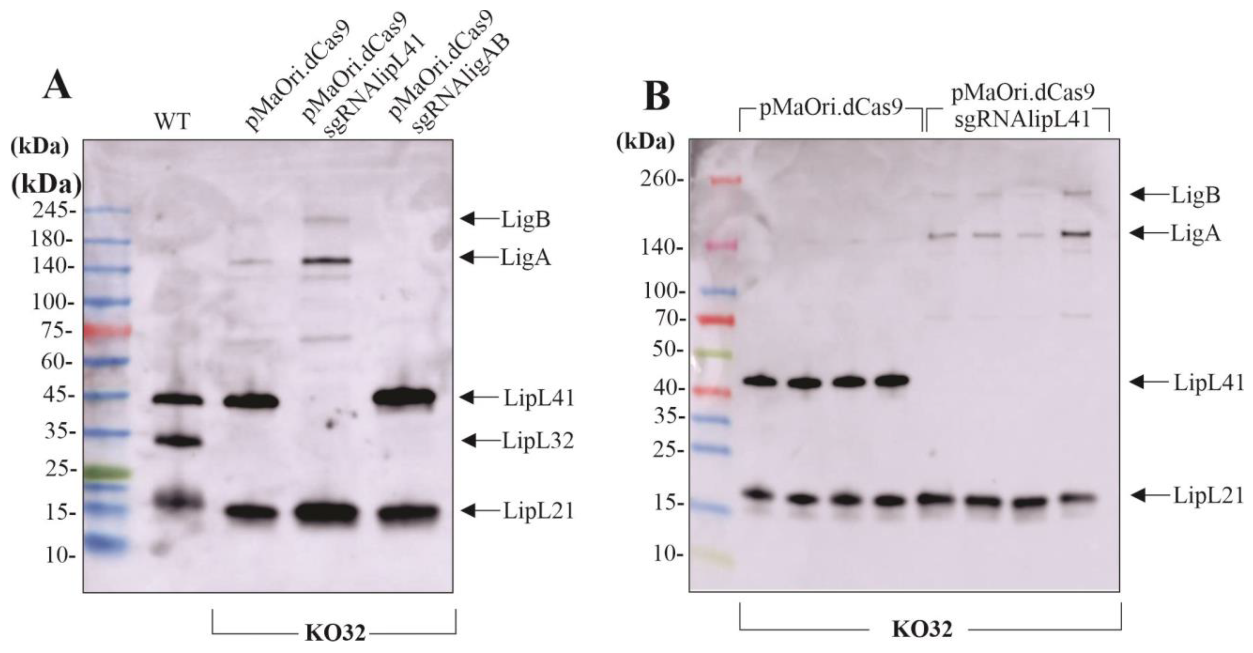 Pathogens 12 01191 g002