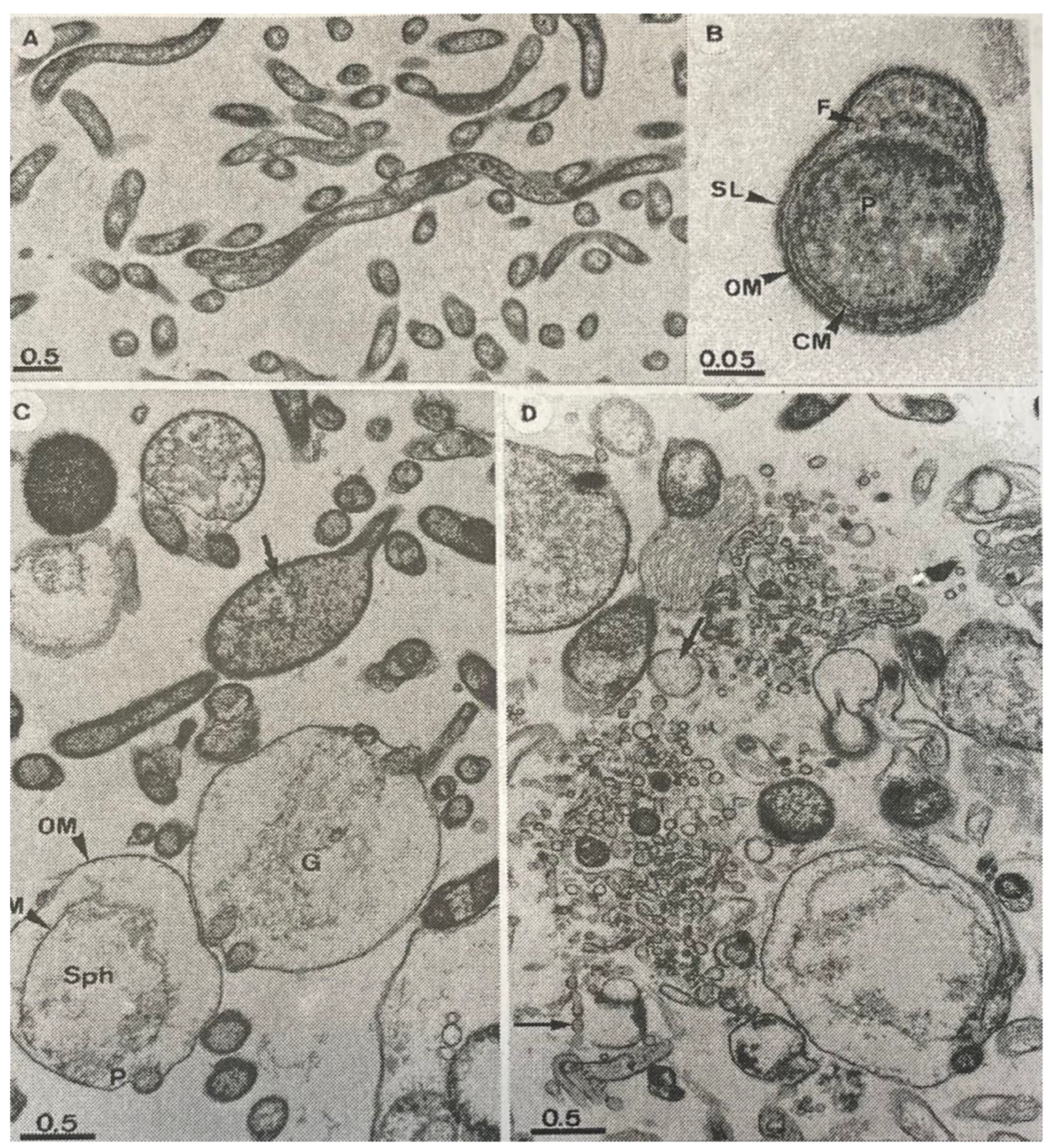Pathogens 12 01204 g004 Pathogens 12 01204 g004
