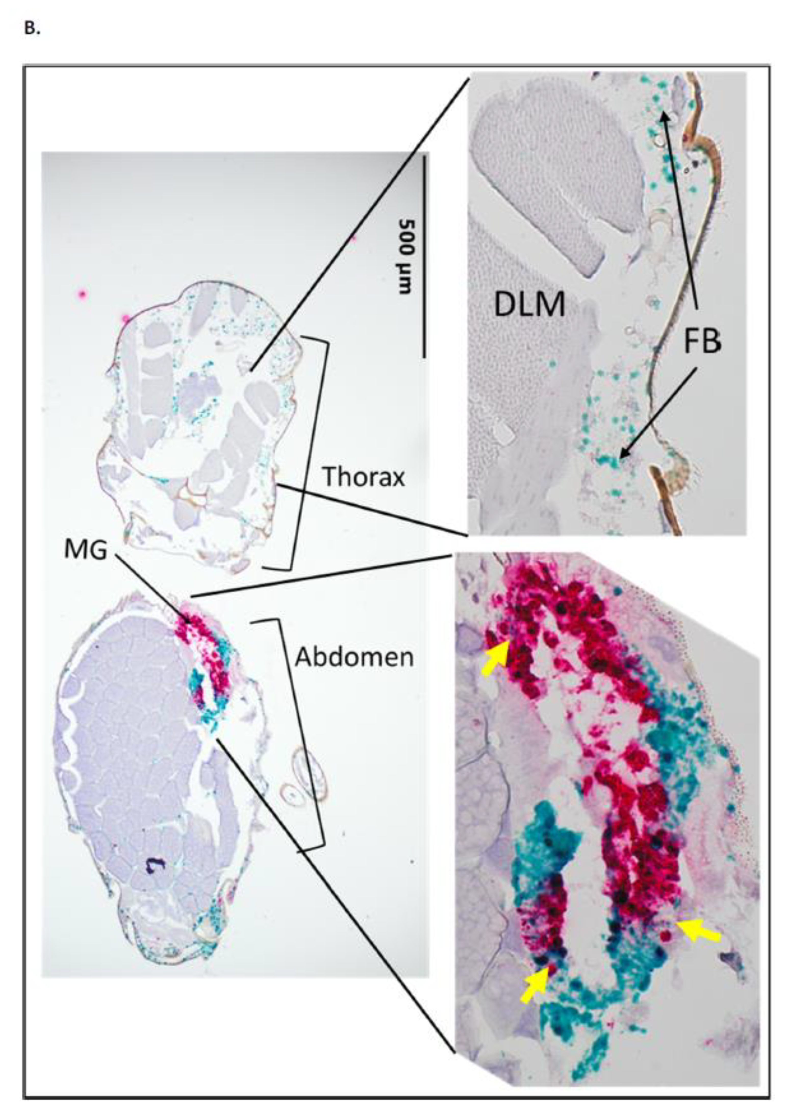 Pathogens 12 01207 g005b