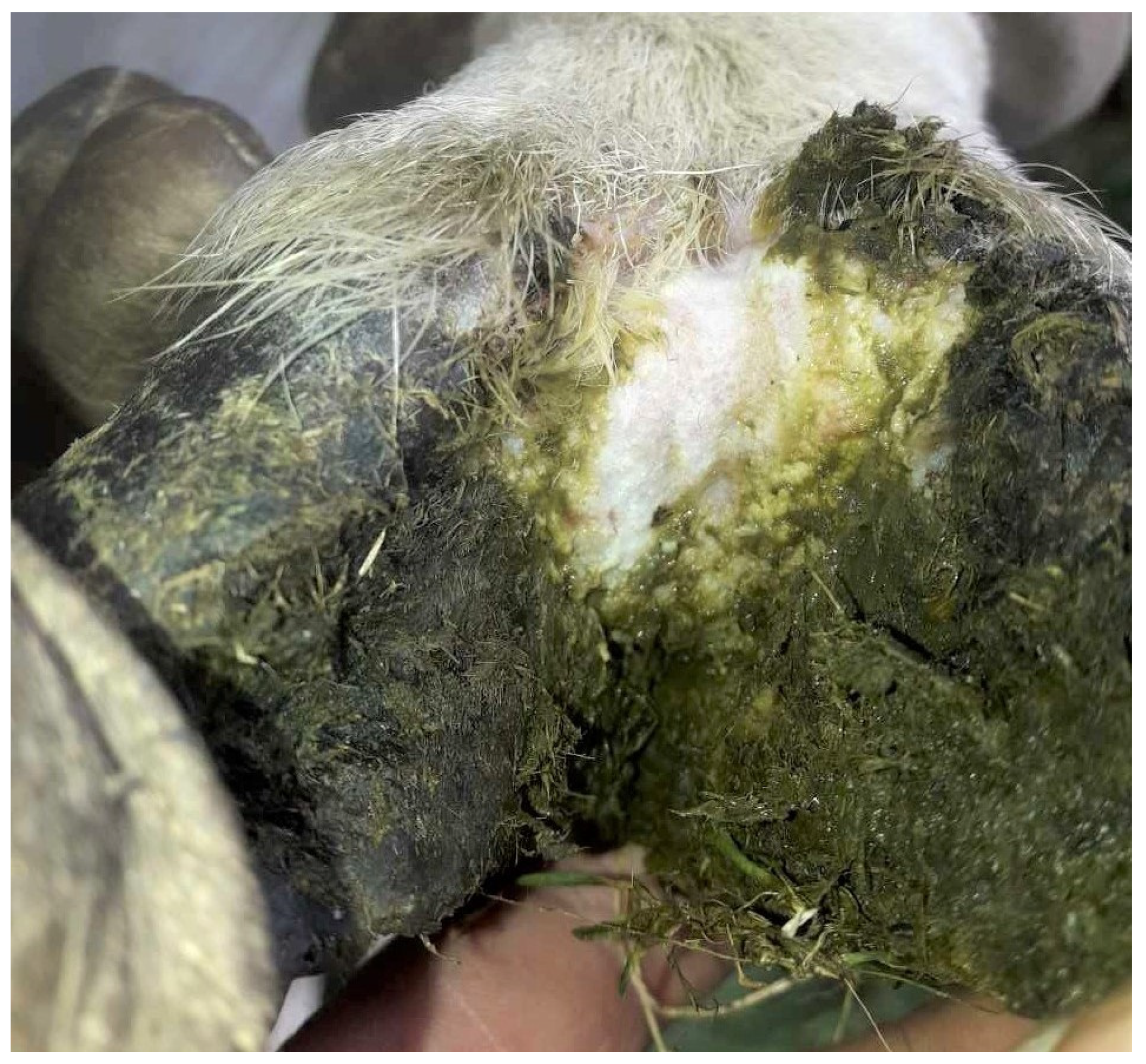 Pathogens 12 01224 g003 Pathogens 12 01224 g003