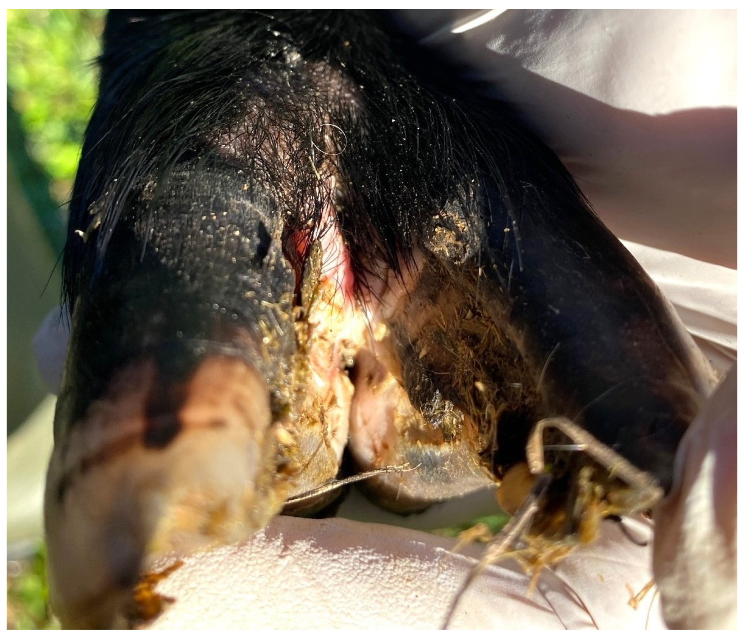 Pathogens 12 01224 g004 Pathogens 12 01224 g004