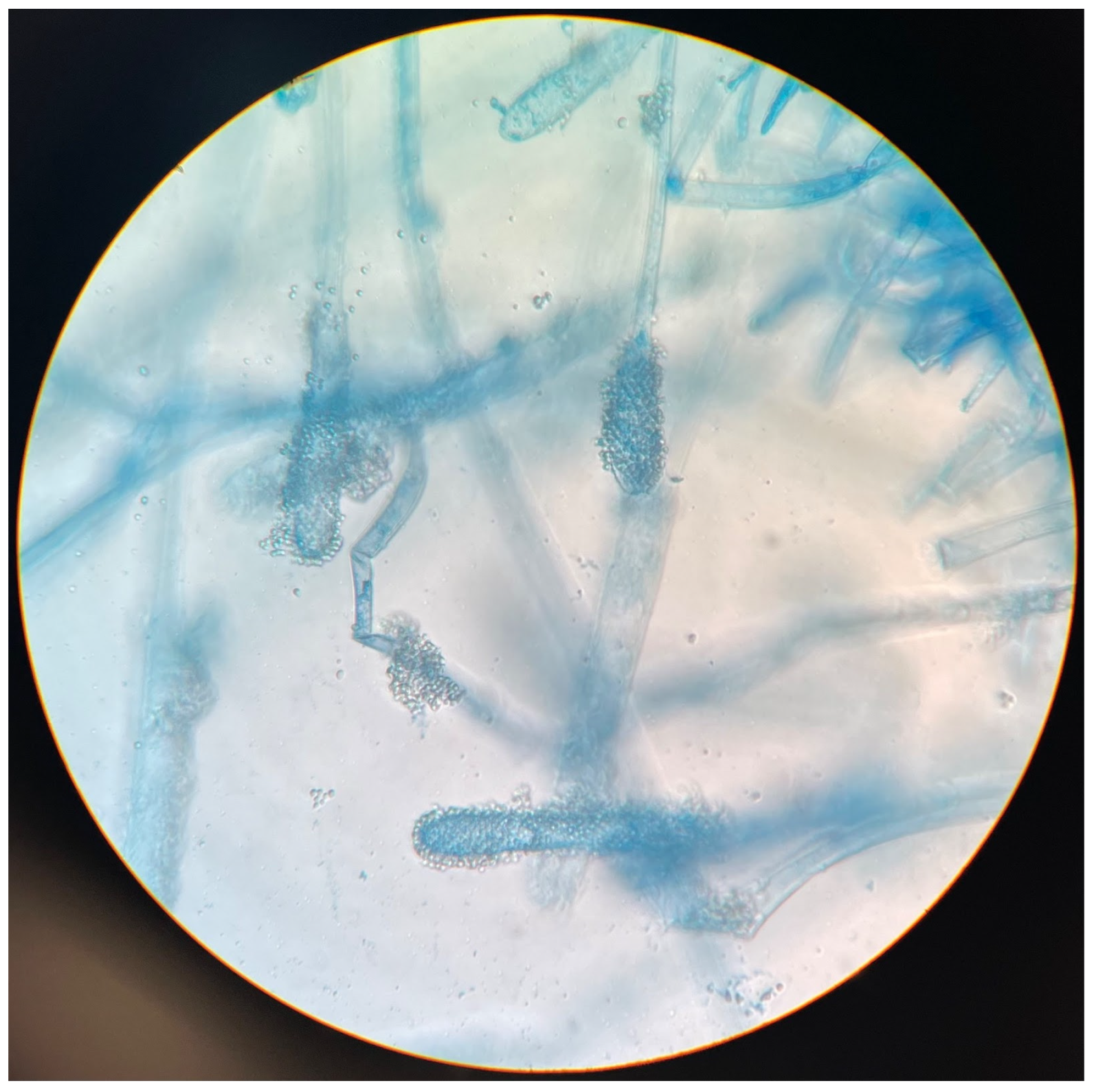 Pathogens 12 01270 g002