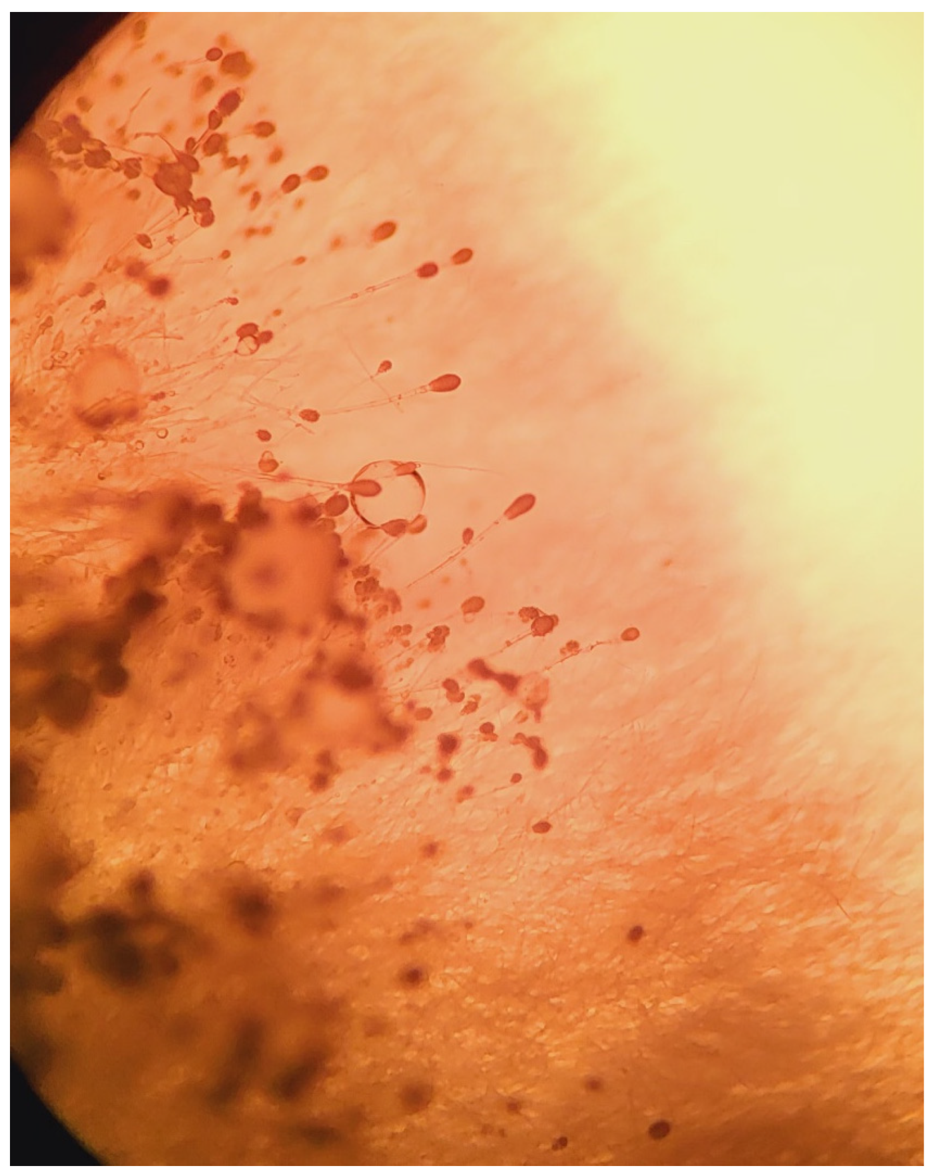 Pathogens 12 01270 g003