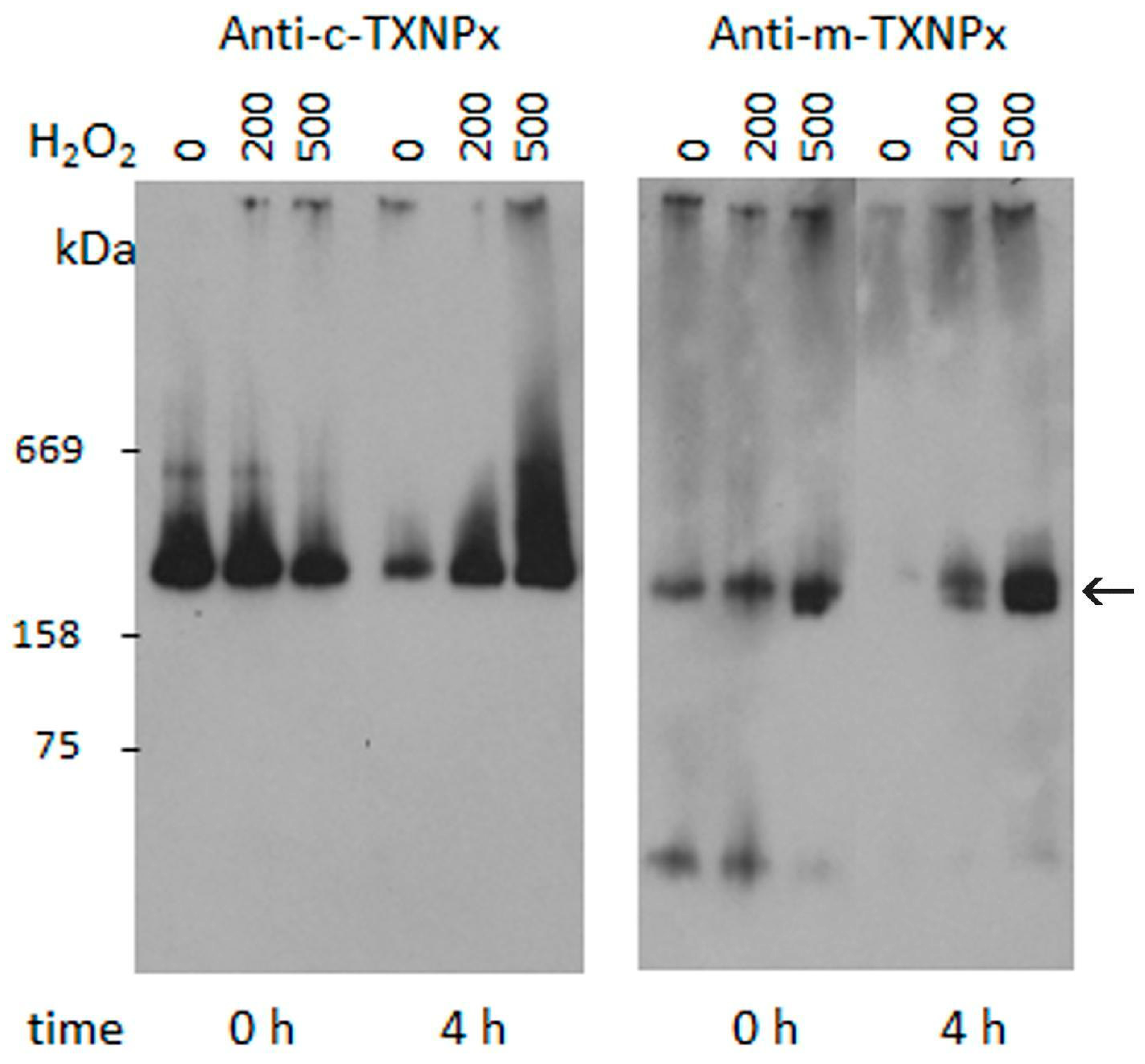 Pathogens 12 01273 g004 Pathogens 12 01273 g004